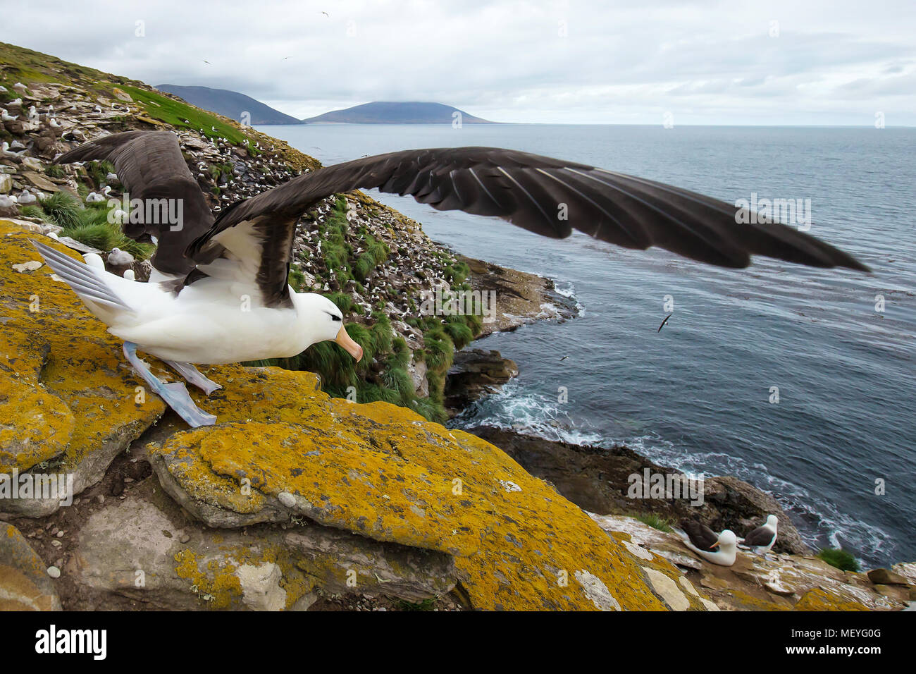Nahaufnahme einer Schwarz-tiefsten Albatross mit gespreizten Flügeln bereit, Falkland Inseln. Stockfoto