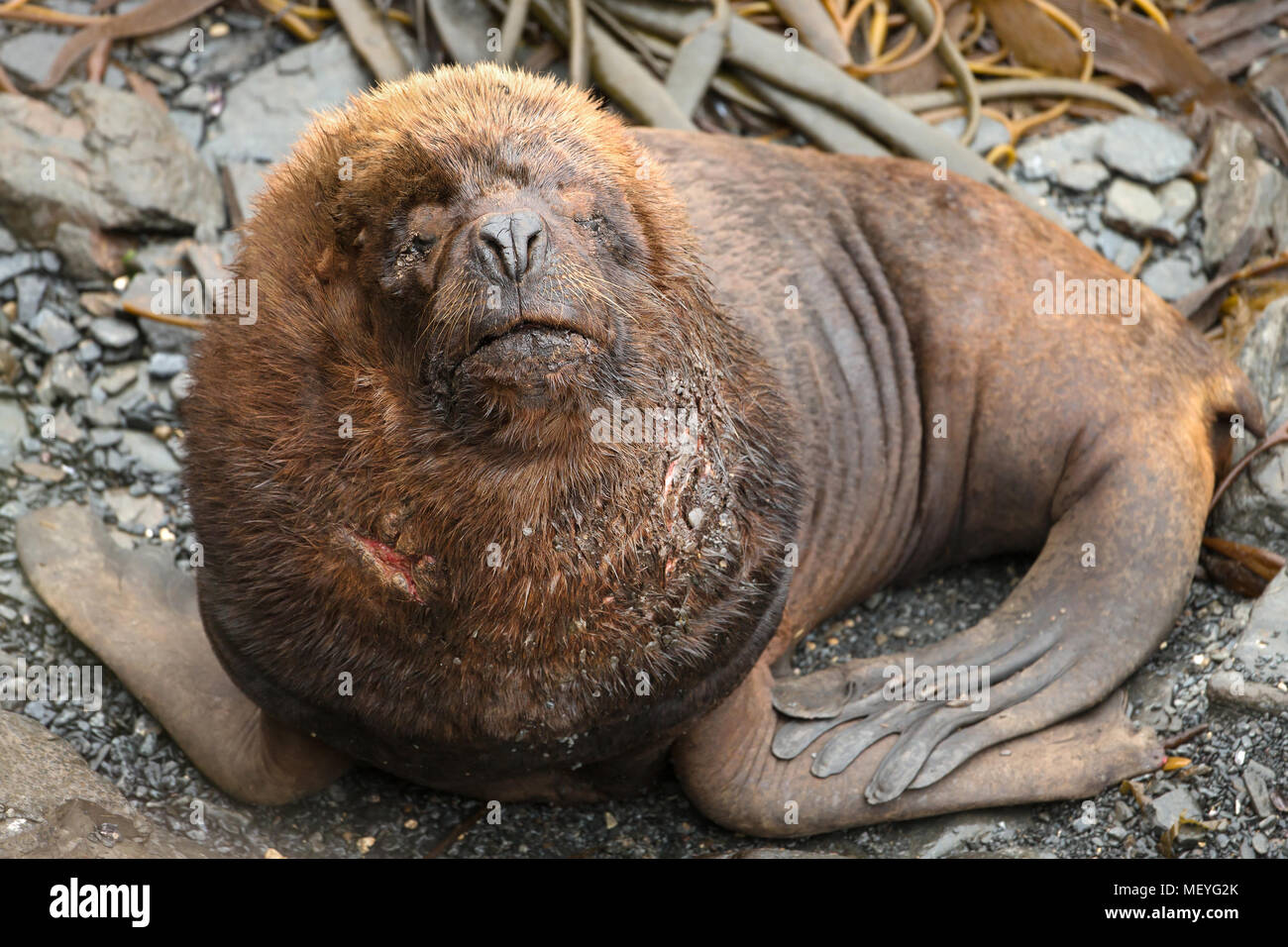 Nahaufnahme eines südamerikanischen Seelöwen Stier liegen auf der Küstenregion in Falkland Inseln. Stockfoto