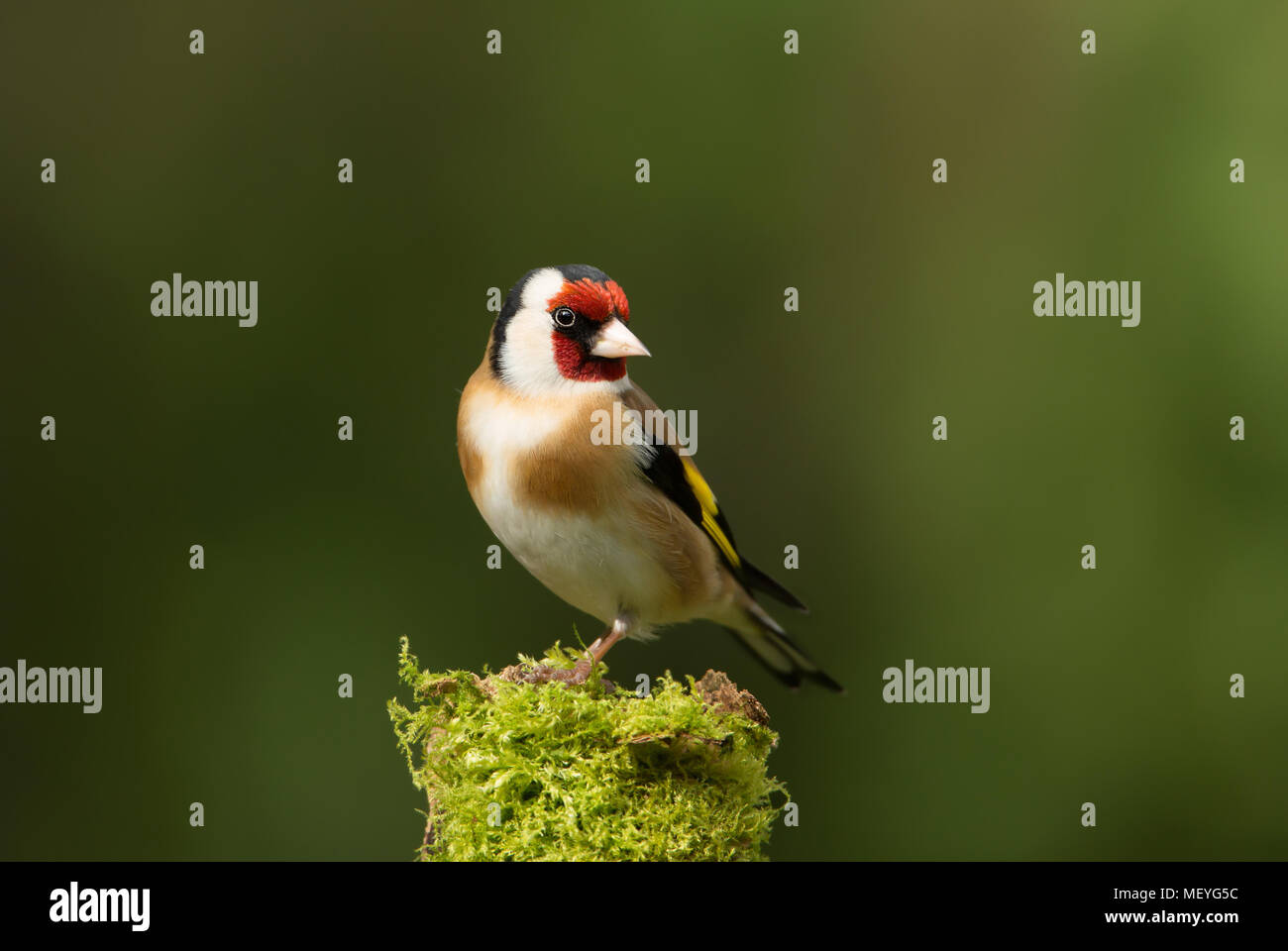 Europäische goldfinch hocken auf einem Bemoosten Ast gegen die grünen Hintergrund, UK. Stockfoto