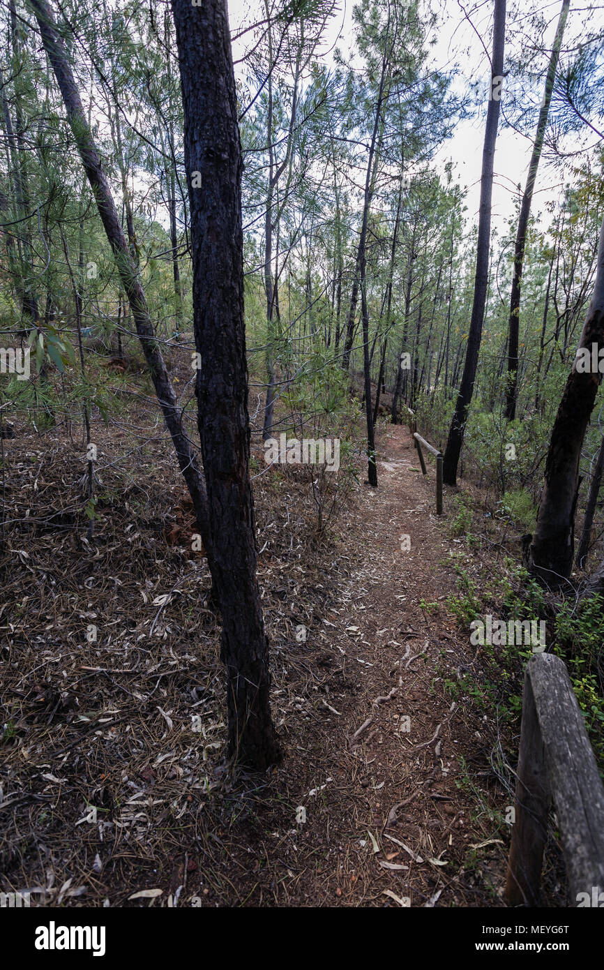 Feldweg in den Wald Stockfoto