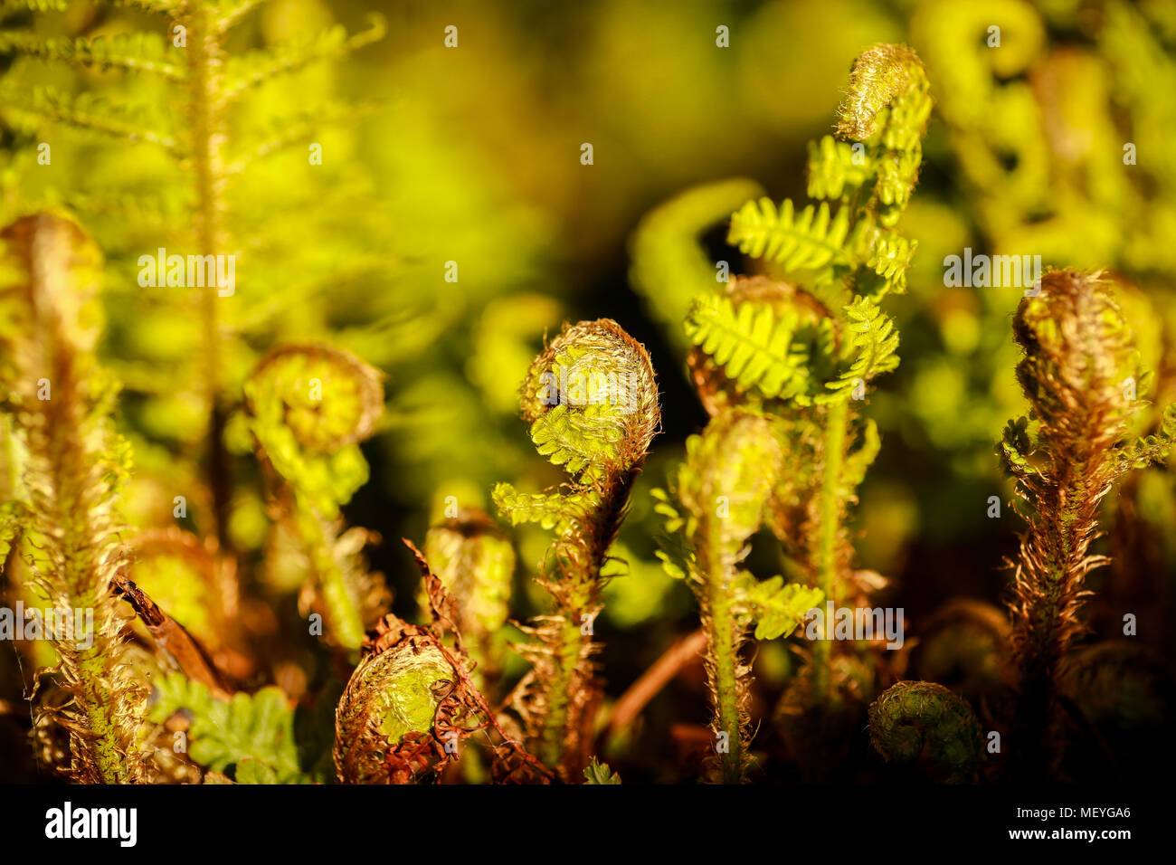 Farne, die sich aus den Winter Ruheperiode durch Abwicklung ihrer Wedel in der Frühlingssonne Stockfoto