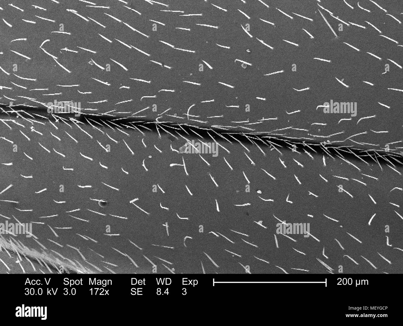 Der westlichen Honigbiene (Apis mellifera), die Flügel in der 172x vergrößert Rasterelektronenmikroskopische (SEM) Bild 2005 dargestellt. Mit freundlicher Seuchenkontrollzentren (CDC)/Janice Haney Carr, Connie Blumen, und Pamela Munn der International Bee Research Association IBRA. () Stockfoto