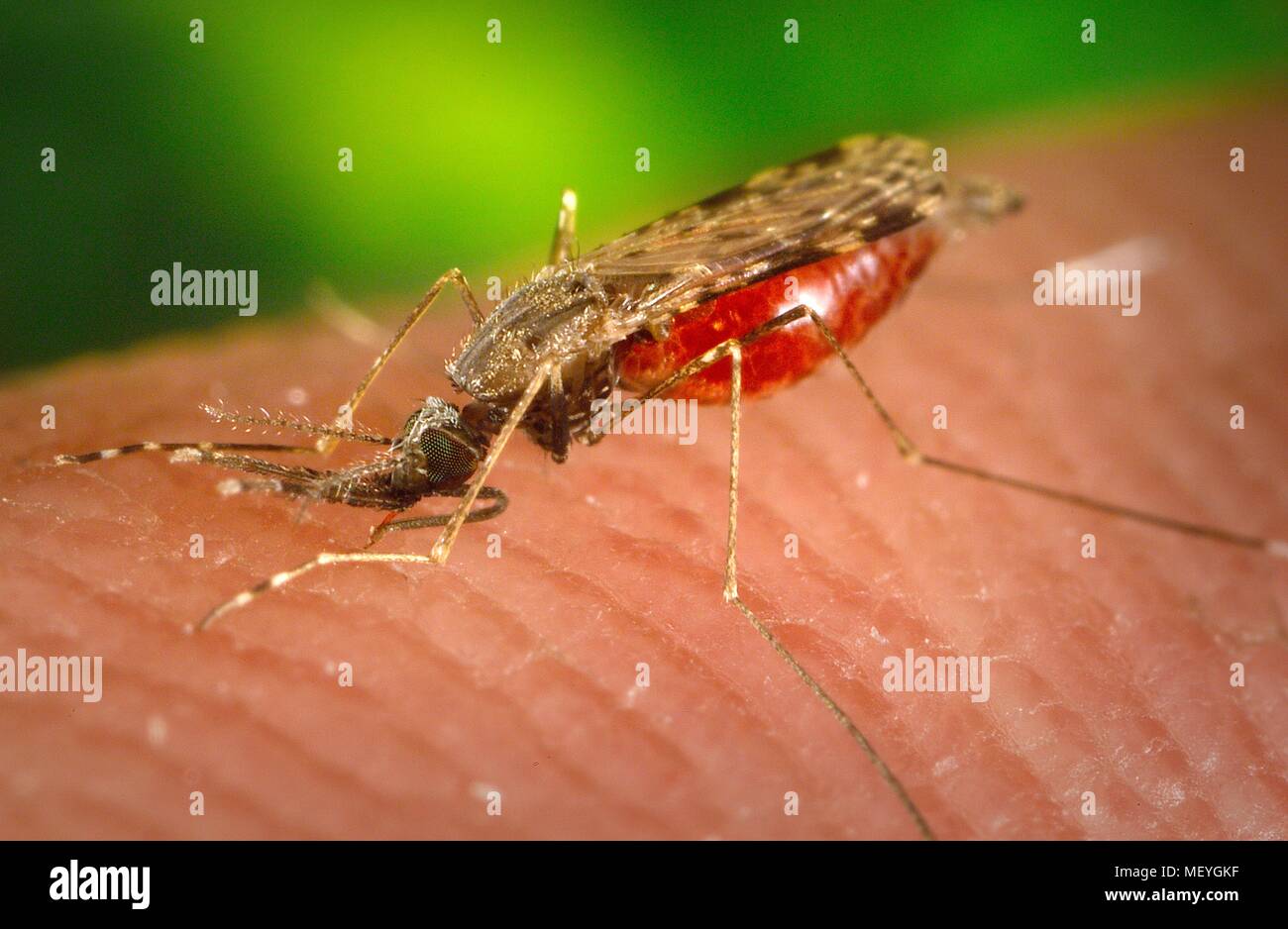 Weibliche Anopheles albimanus Moskito, verstopften mit Blut, Fütterung auf den menschlichen Wirt, 2005. Mit freundlicher Seuchenkontrollzentren (CDC). () Stockfoto