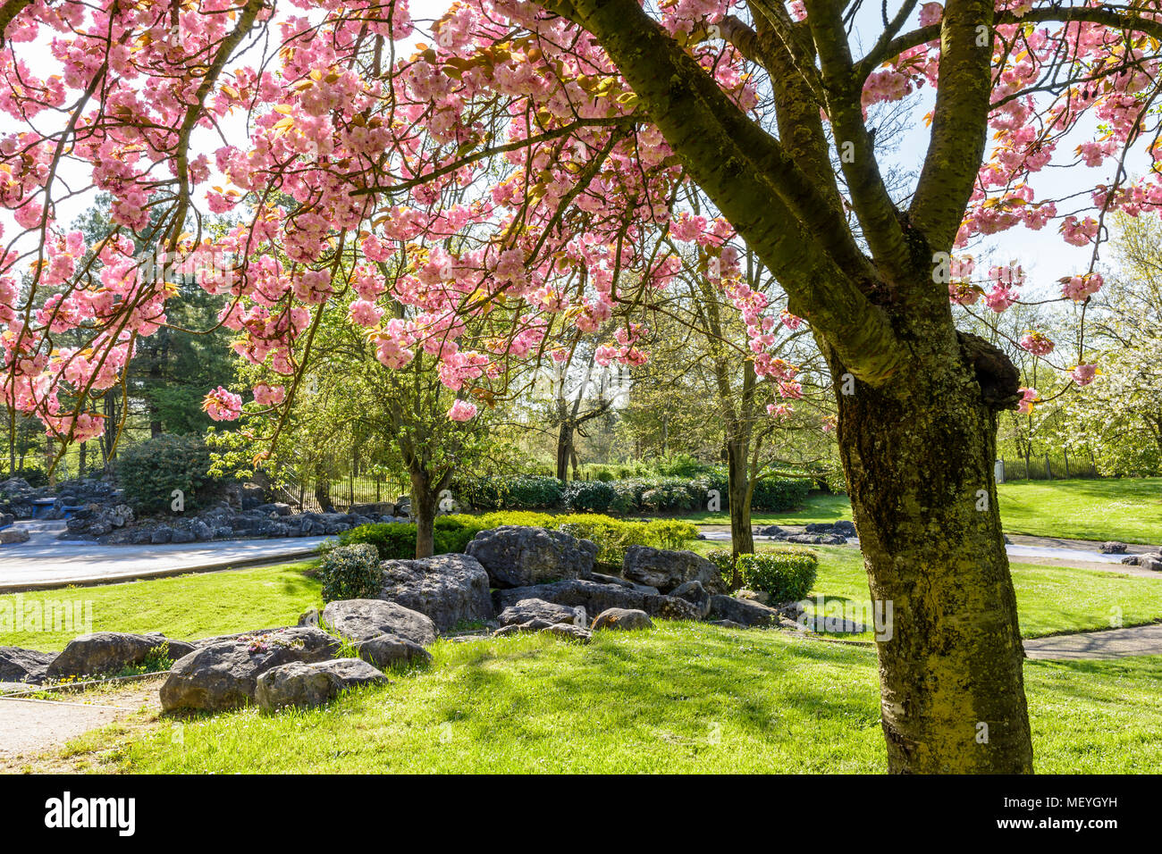 Eine Gruppe von Felsen in den öffentlichen Park von Tremblay, in den Vororten von Paris, mit den Zweigen einer blühenden Japanischen Kirschbaum in den Vordergrund. Stockfoto