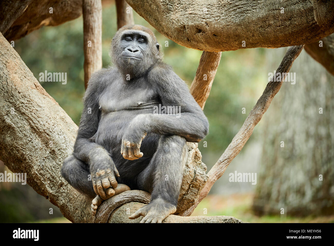 Atlanta, Hauptstadt des US-Bundesstaates Georgia, Atlanta Zoo Tierpark westlichen Flachlandgorilla von Tiefland Sümpfe in Zentralafrika Stockfoto