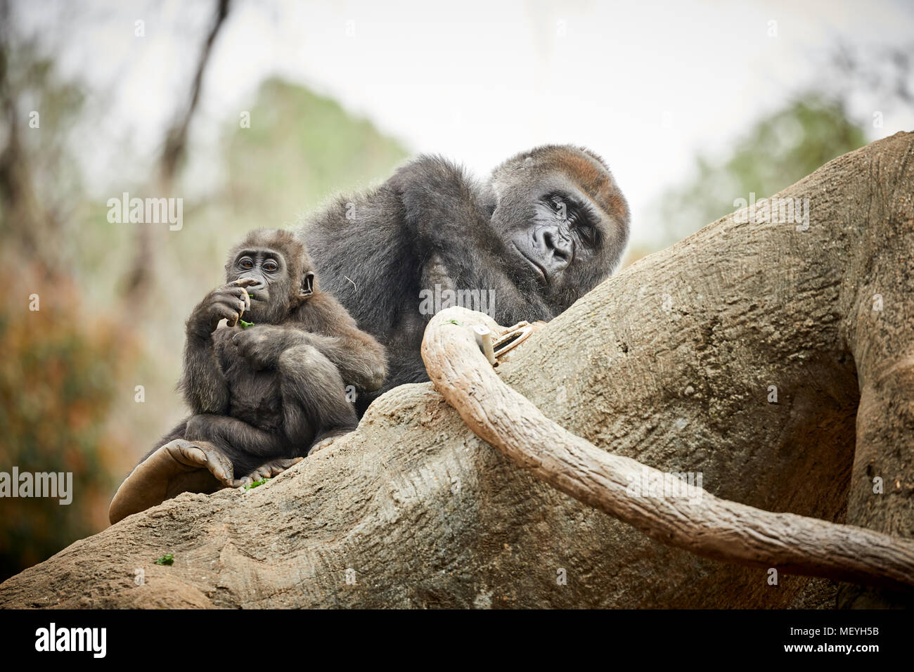 Atlanta, Hauptstadt des US-Bundesstaates Georgia, Atlanta Zoo Tierpark westlichen Flachlandgorilla von Tiefland Sümpfe in Zentralafrika Stockfoto