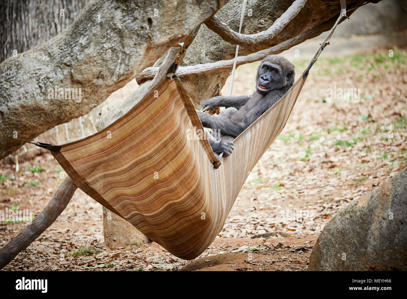 Atlanta, Hauptstadt des US-Bundesstaates Georgia, Atlanta Zoo Tierpark westlichen Flachlandgorilla von Tiefland Sümpfe in Zentralafrika Stockfoto