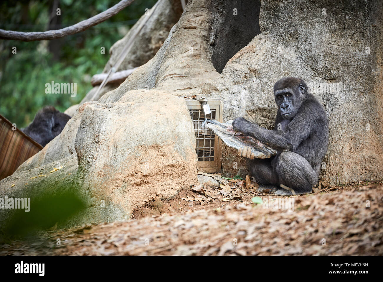 Atlanta, Hauptstadt des US-Bundesstaates Georgia, Atlanta Zoo Tierpark westlichen Flachlandgorilla von Tiefland Sümpfe in Zentralafrika Stockfoto
