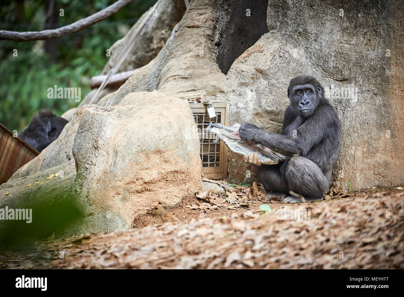 Atlanta, Hauptstadt des US-Bundesstaates Georgia, Atlanta Zoo Tierpark westlichen Flachlandgorilla von Tiefland Sümpfe in Zentralafrika Stockfoto