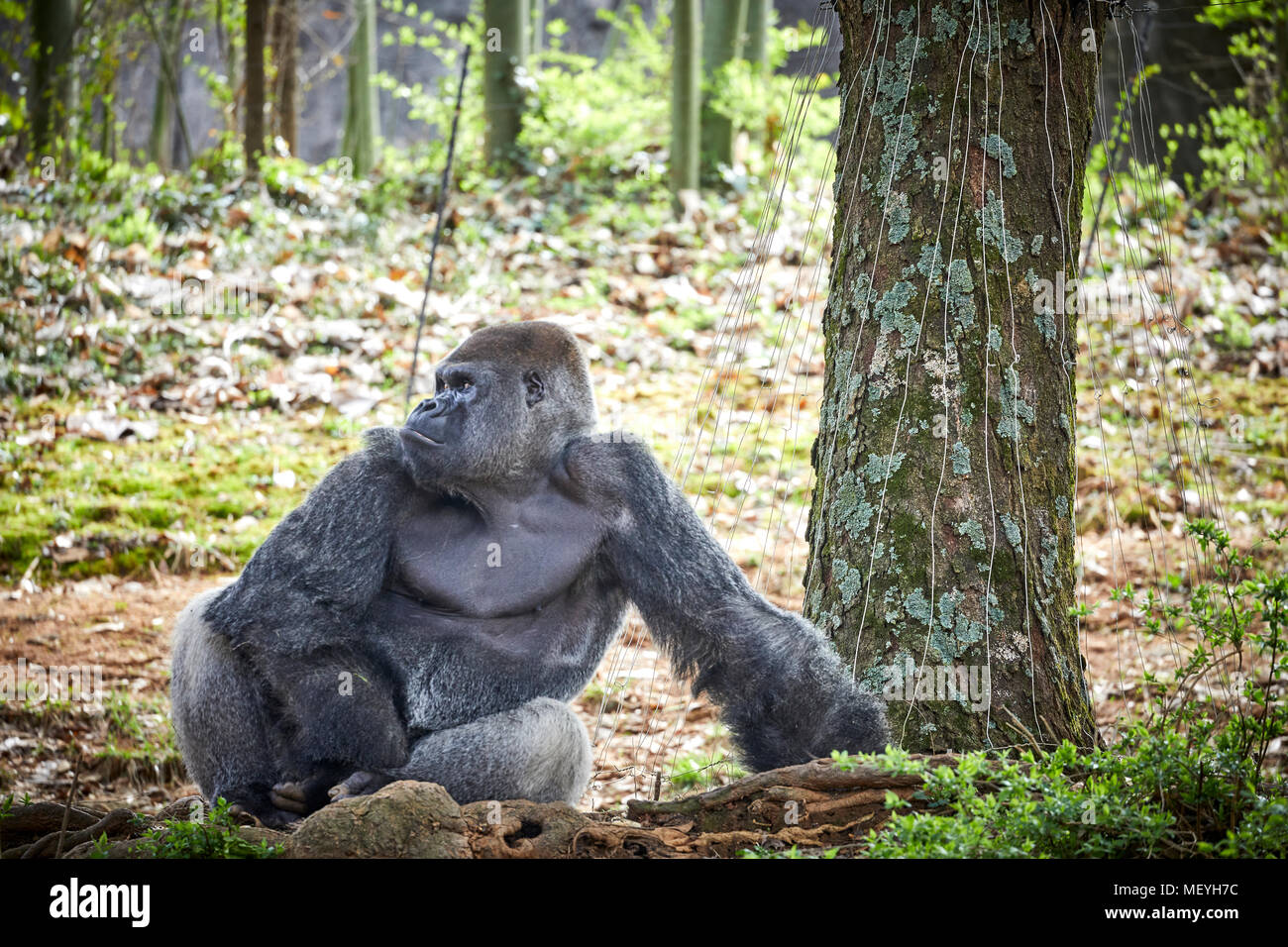 Atlanta, Hauptstadt des US-Bundesstaates Georgia, Atlanta Zoo Tierpark westlichen Flachlandgorilla von Tiefland Sümpfe in Zentralafrika Stockfoto