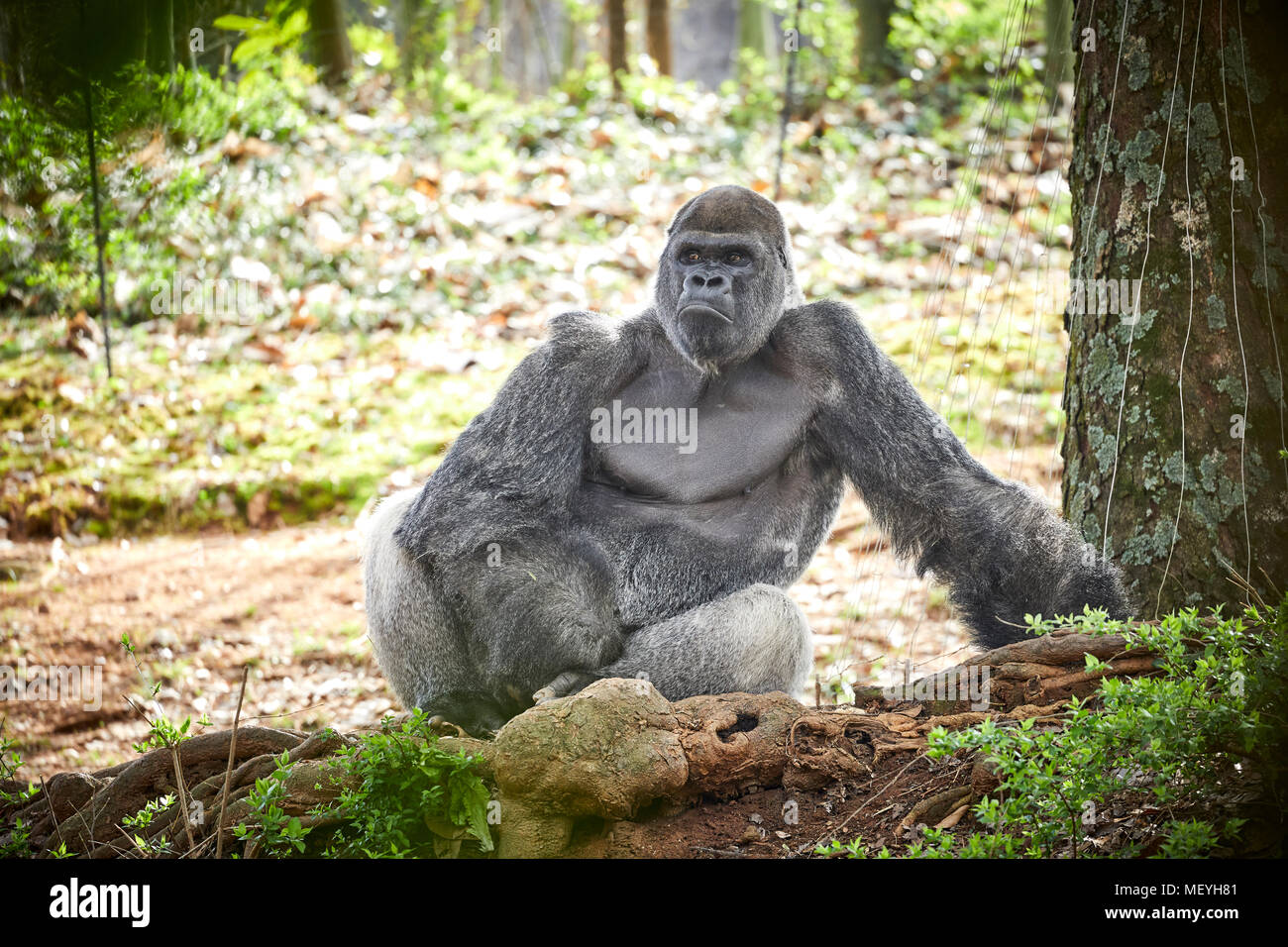 Atlanta, Hauptstadt des US-Bundesstaates Georgia, Atlanta Zoo Tierpark westlichen Flachlandgorilla von Tiefland Sümpfe in Zentralafrika Stockfoto