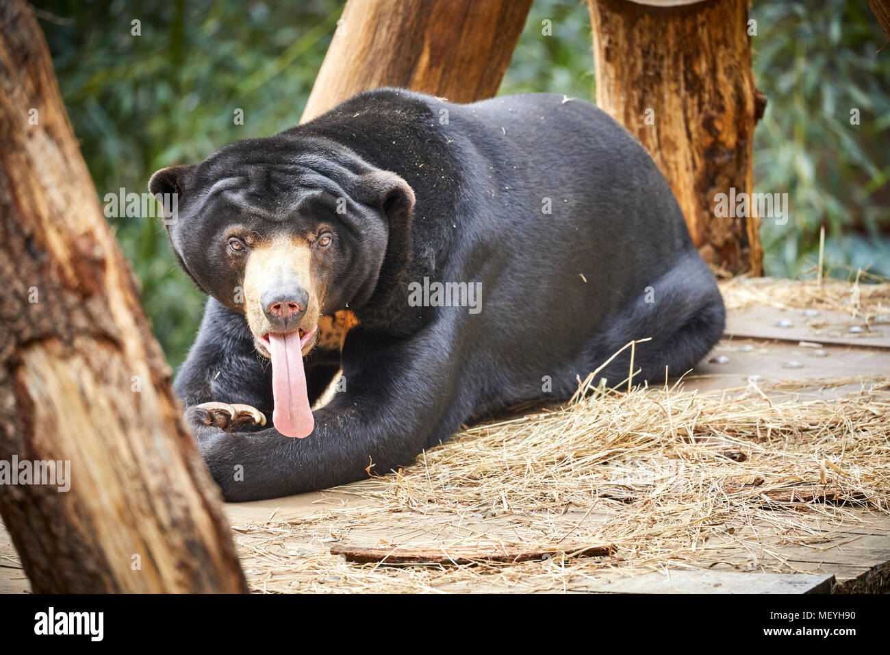 Atlanta, Hauptstadt des US-Bundesstaates Georgia, Atlanta Zoo Tierpark Malayan Sun Bear Stockfoto