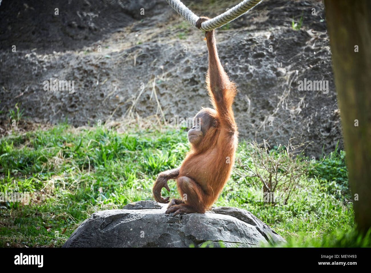 Atlanta, Hauptstadt des US-Bundesstaates Georgia, Atlanta Zoo Tierpark orangutang oder Orang-utan Stockfoto