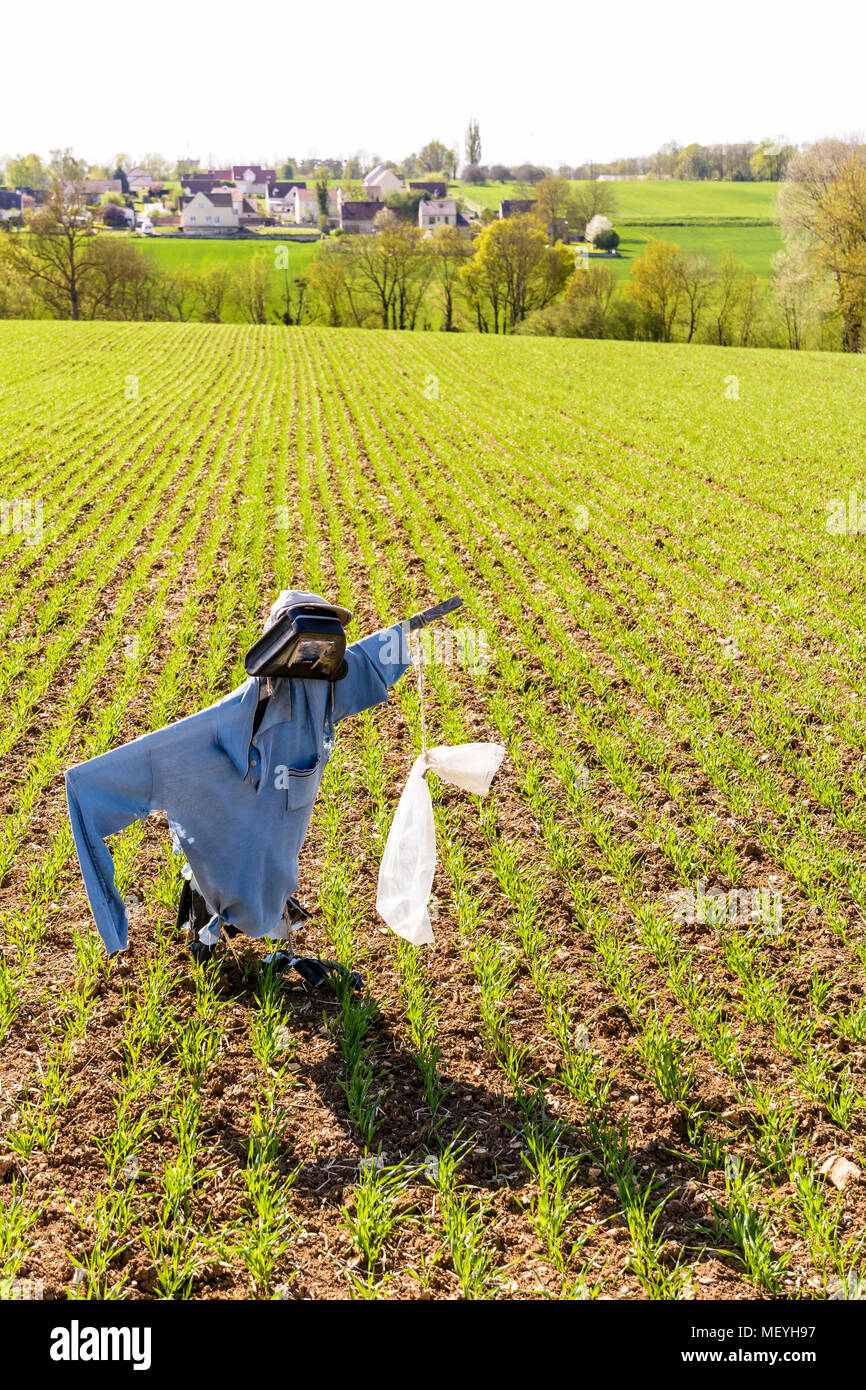 Eine Vogelscheuche in der Mitte der Furchen eines vor kurzem gesätes Feld in der französischen Landschaft mit der Häuser eines Dorfes im Hintergrund gepflanzt. Stockfoto