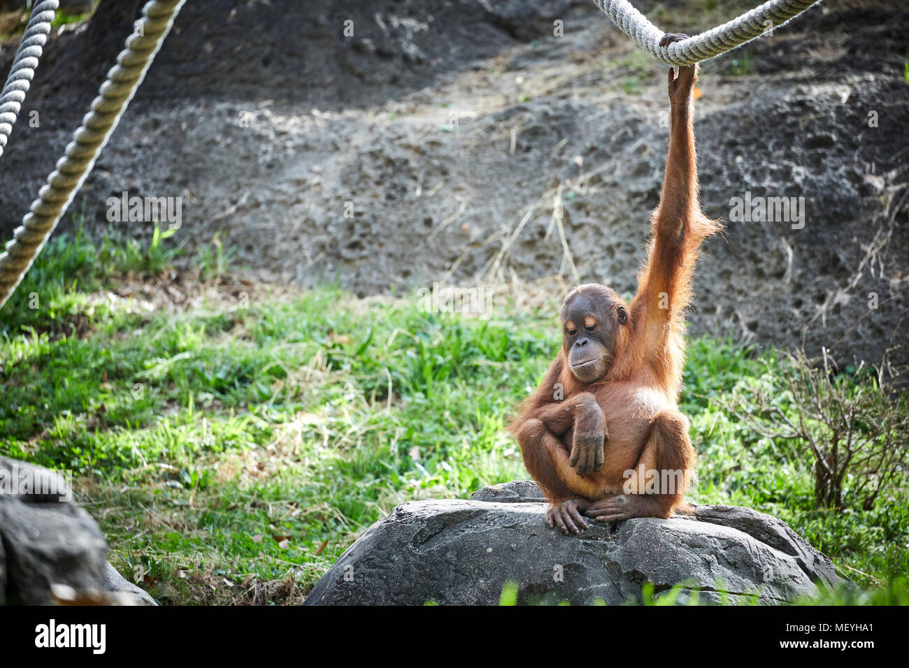 Atlanta, Hauptstadt des US-Bundesstaates Georgia, Atlanta Zoo Tierpark Orang-utan oder Orang-utan Stockfoto
