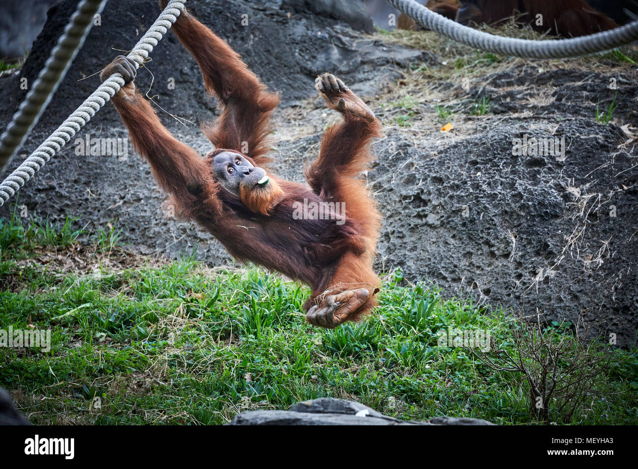 Atlanta, Hauptstadt des US-Bundesstaates Georgia, Atlanta Zoo Tierpark Orang-utan oder Orang-utan Stockfoto