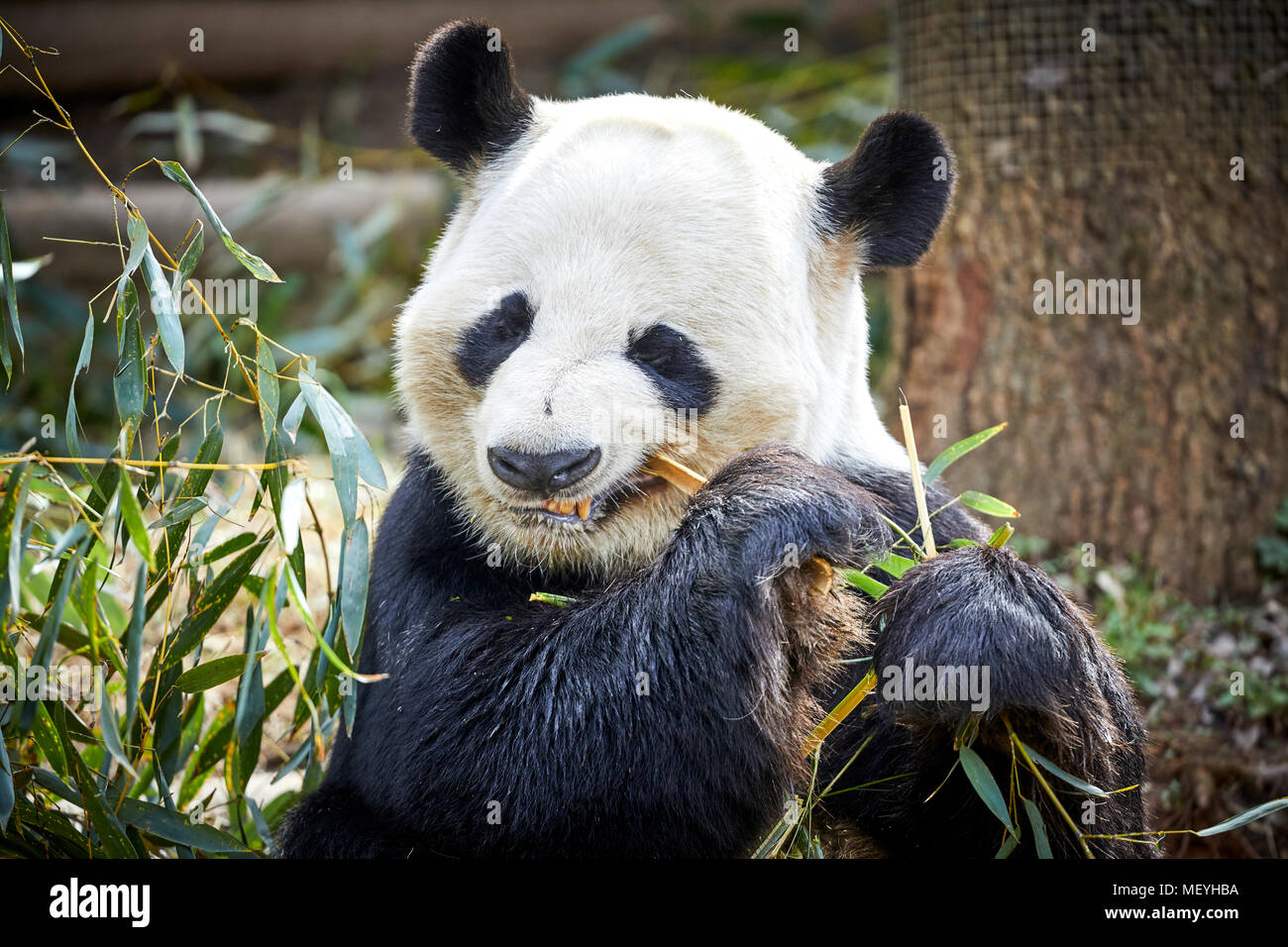 Atlanta, Hauptstadt des US-Bundesstaates Georgia, Atlanta Zoo Tierpark panda Bär in South Central China Stockfoto