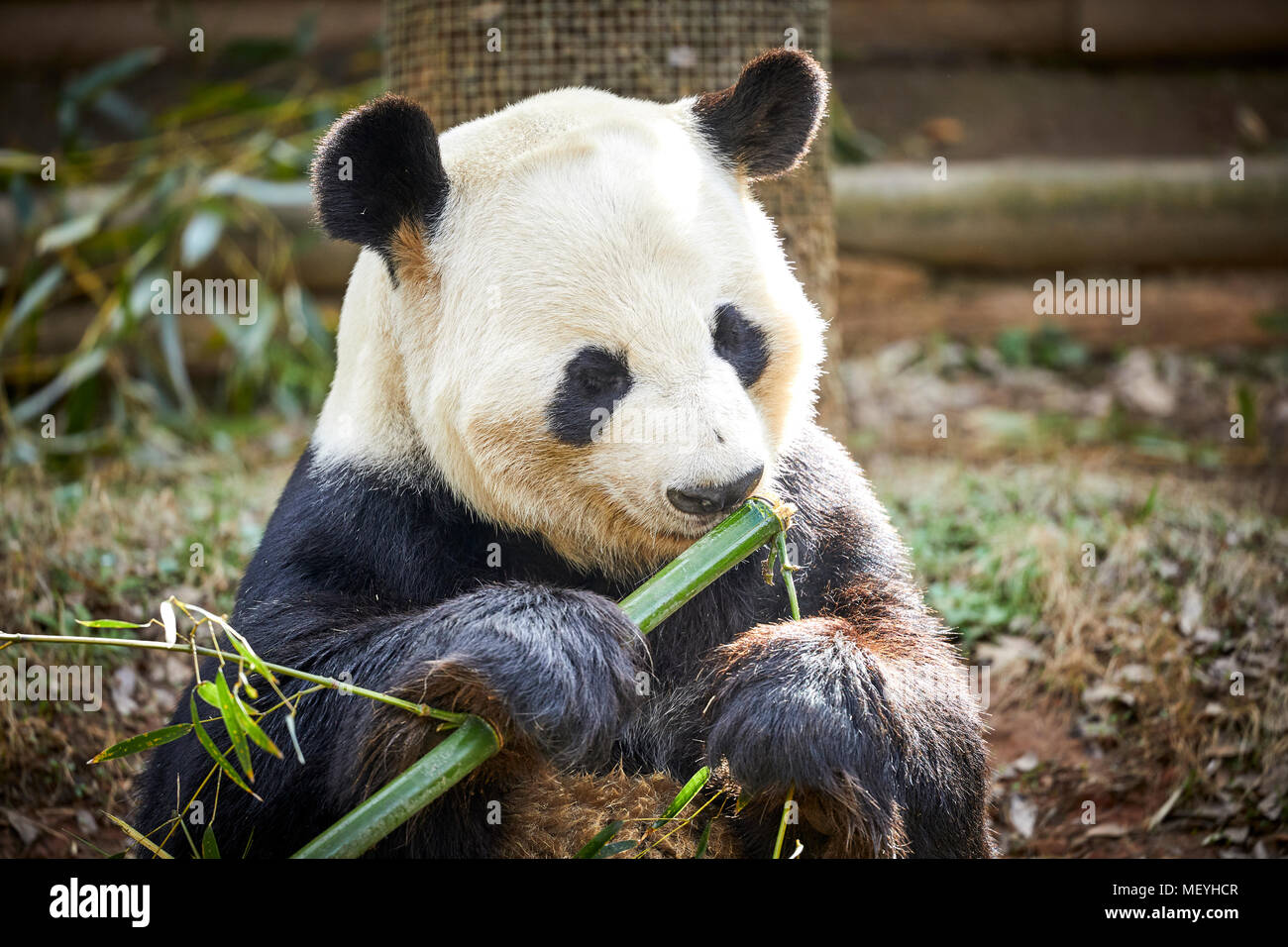 Atlanta, Hauptstadt des US-Bundesstaates Georgia, Atlanta Zoo Tierpark panda Bär in South Central China Stockfoto