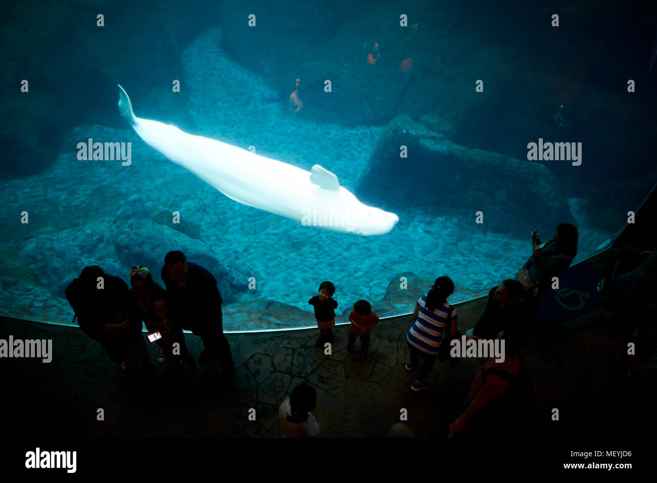 Atlanta, Hauptstadt des US-Bundesstaates Georgia, das Georgia Aquarium innen große Wale durch Glas Fenster Stockfoto