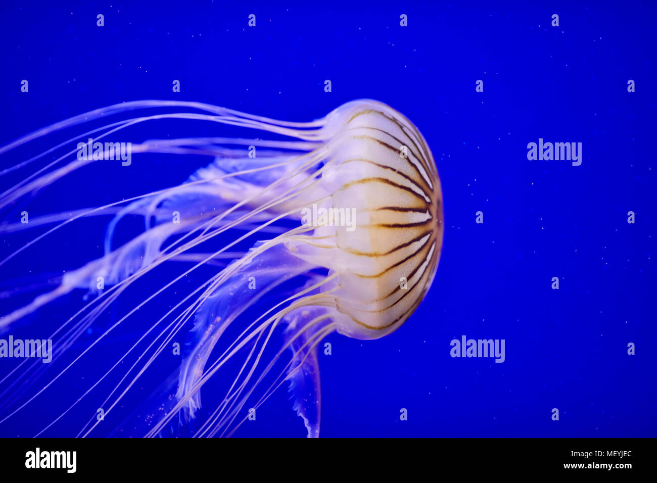 Atlanta, Hauptstadt des US-Bundesstaates Georgia, das Georgia Aquarium Innenraum Quallen Stockfoto