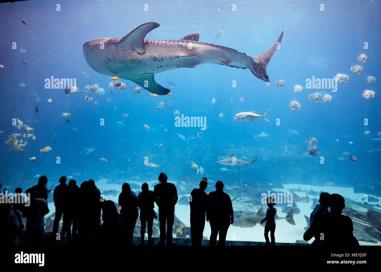 Atlanta, Hauptstadt des US-Bundesstaates Georgia, das Georgia Aquarium Innenraum Walhai im großen Theater Fenster anzeigen Stockfoto