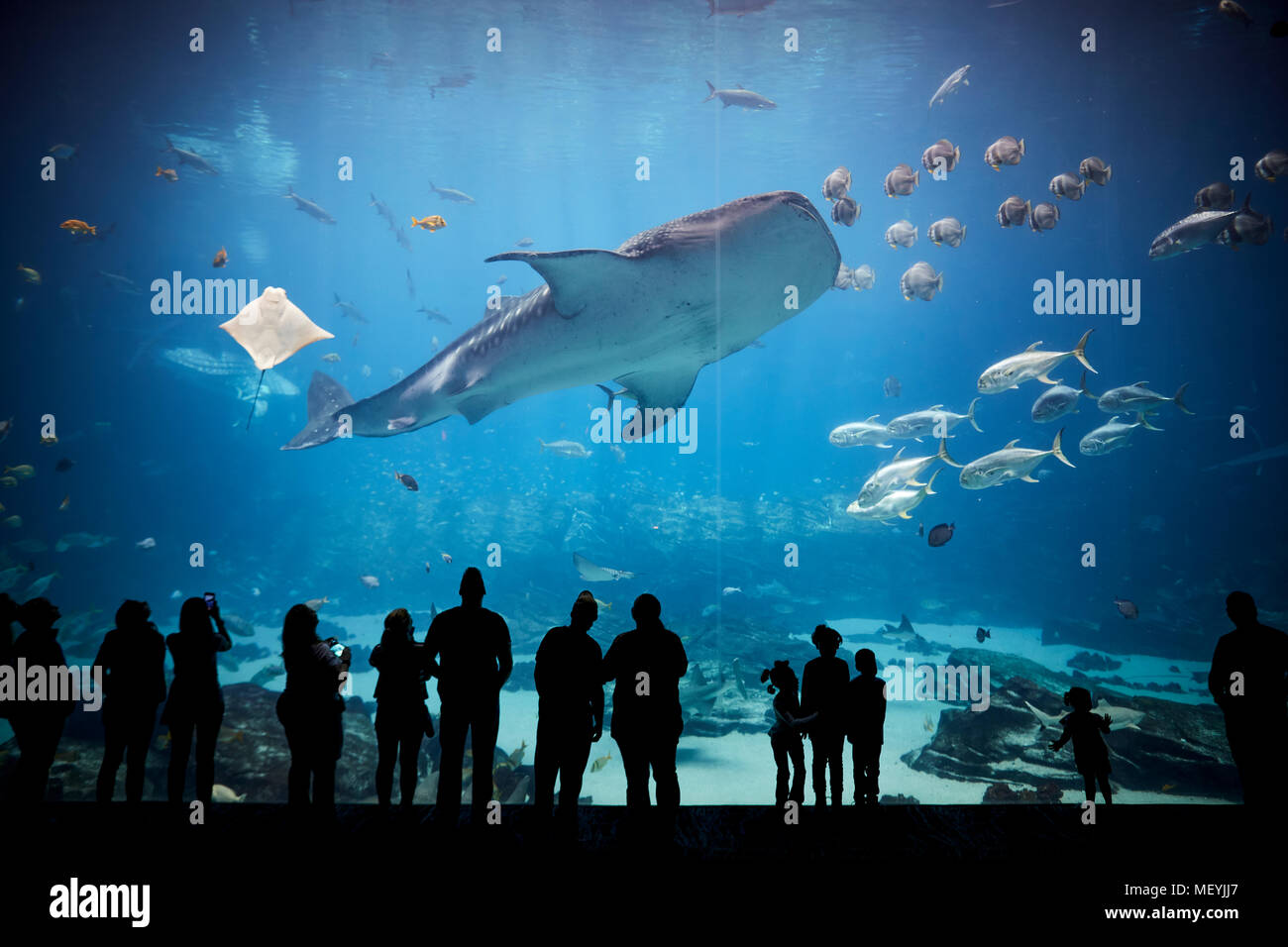 Atlanta, Hauptstadt des US-Bundesstaates Georgia, das Georgia Aquarium Innenraum Walhai im großen Theater Fenster anzeigen Stockfoto