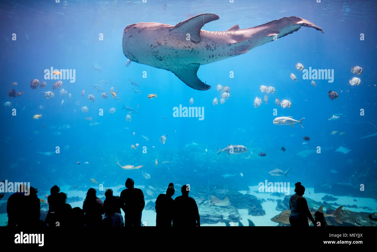 Atlanta, Hauptstadt des US-Bundesstaates Georgia, das Georgia Aquarium Innenraum Walhai im großen Theater Fenster anzeigen Stockfoto