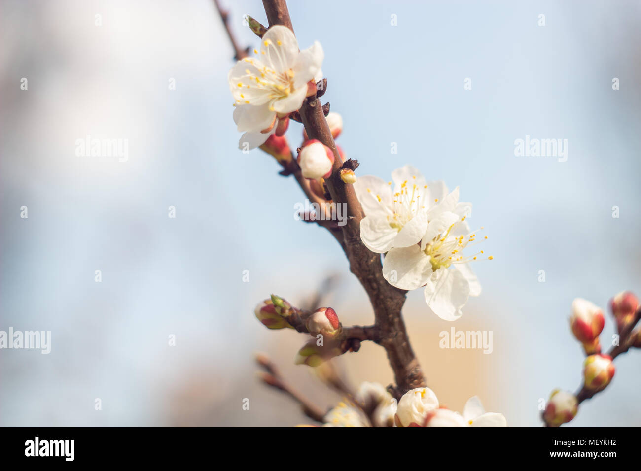 Blumen von einem blühenden Apricot. Der Beginn des Frühlings Stockfoto