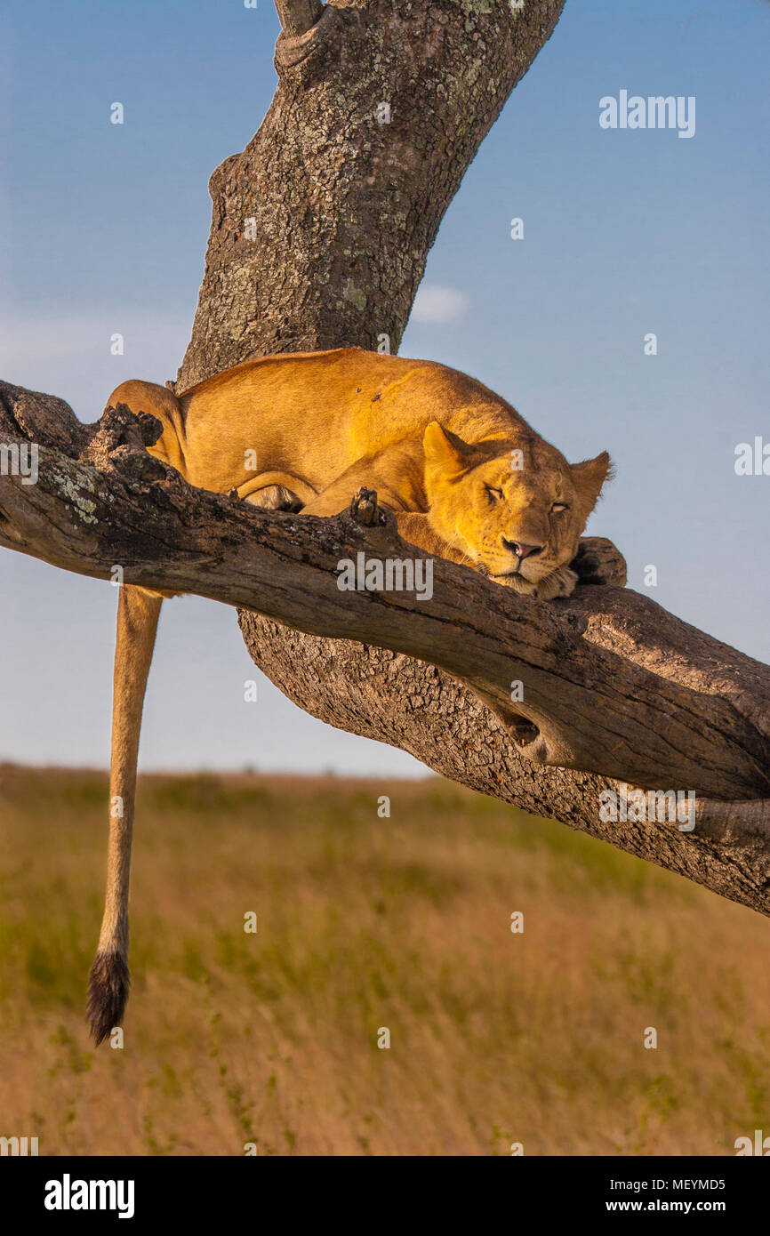 Löwin schlafen im Baum, Serengeti National Park, Tansania Stockfoto