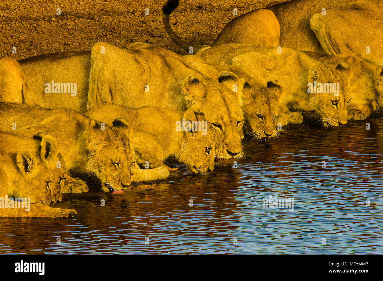 Lion stolz, Jungen und erwachsene, trinken aus einem Wasserloch, Serengeti National Park, Tansania. Lion Bevölkerung über den afrikanischen Kontinent hat von Abgesunken Stockfoto