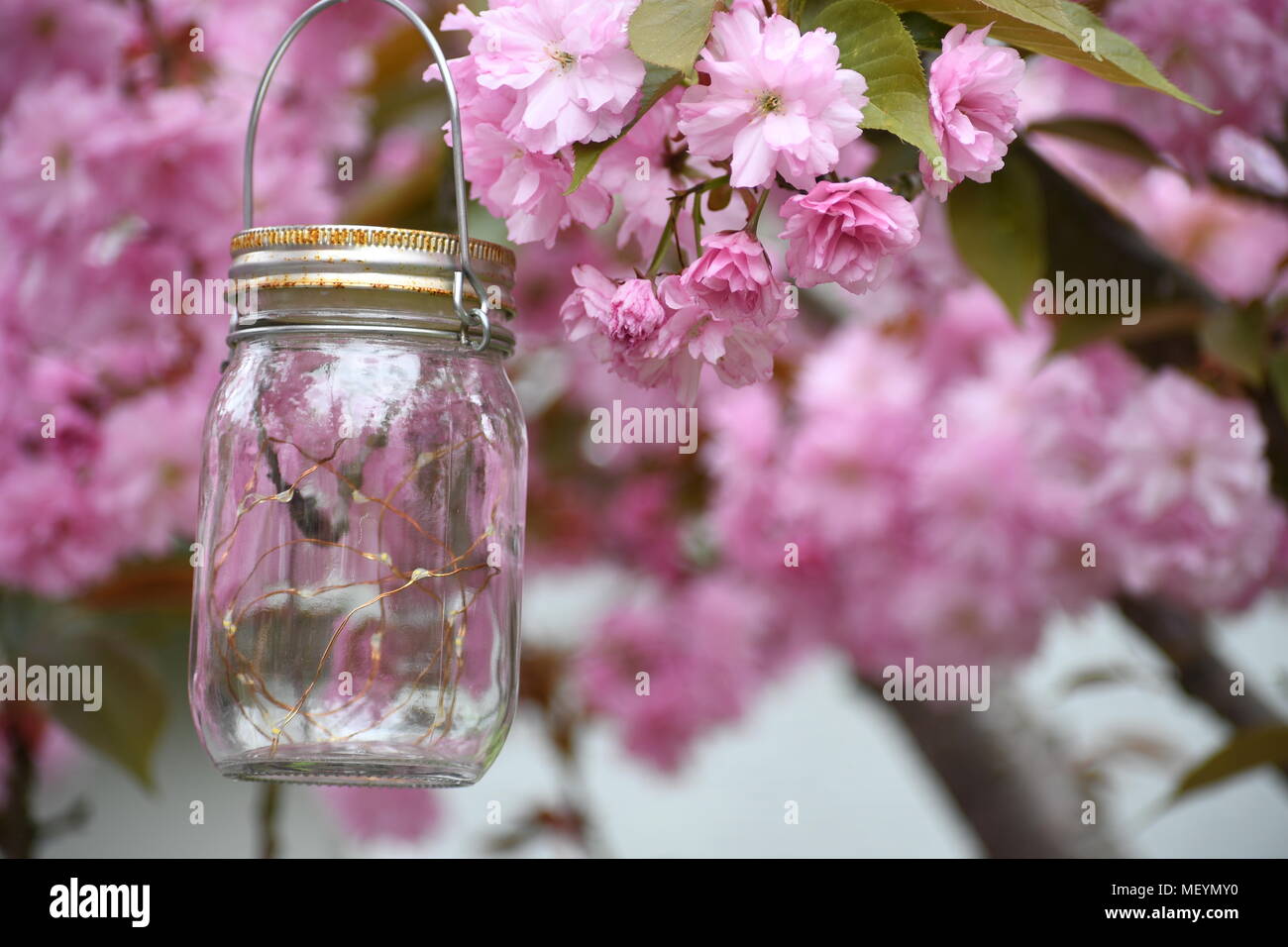 Mason jar Laterne hängend in einem Apfelbaum in voller Blüte Stockfoto