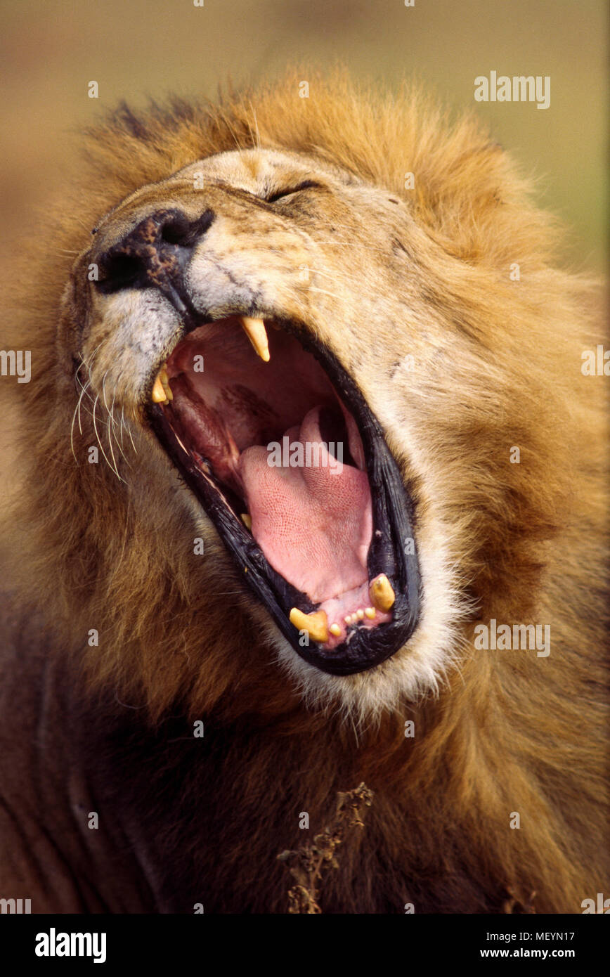 Großes gähnen, Lion, Serengeti Nationalpark in Tansania, Lion Bevölkerung in Afrikanischen Kontinent hat sich von 200.000 in 1980 auf weniger als 20,00 abgesunken Stockfoto