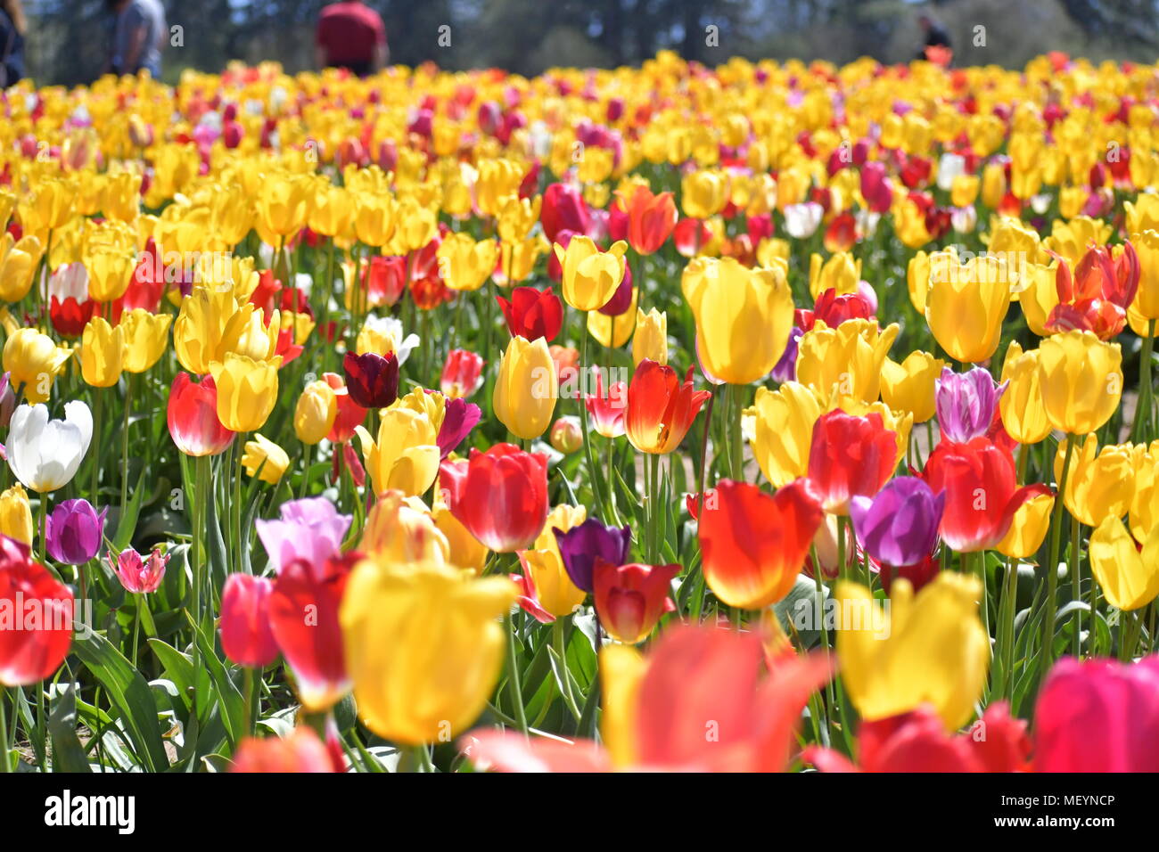 Felder von mehreren farbigen Tulpen an der Holzschuh Tulip Festival in Woodburn Oregon Stockfoto