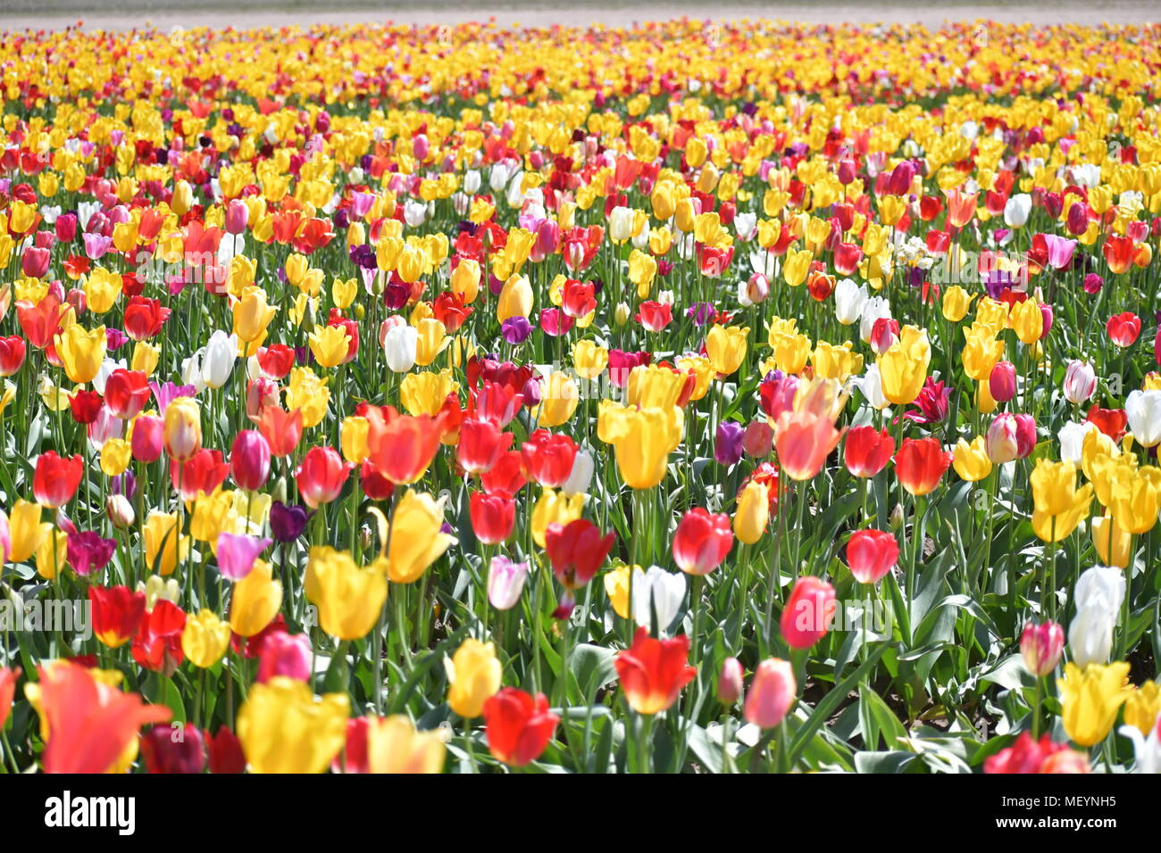 Felder von mehreren farbigen Tulpen an der Holzschuh Tulip Festival in Woodburn Oregon Stockfoto