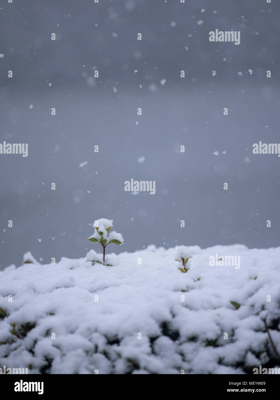 Schneeflocken fallen auf einem Zweig auf einen Hedge Stockfoto