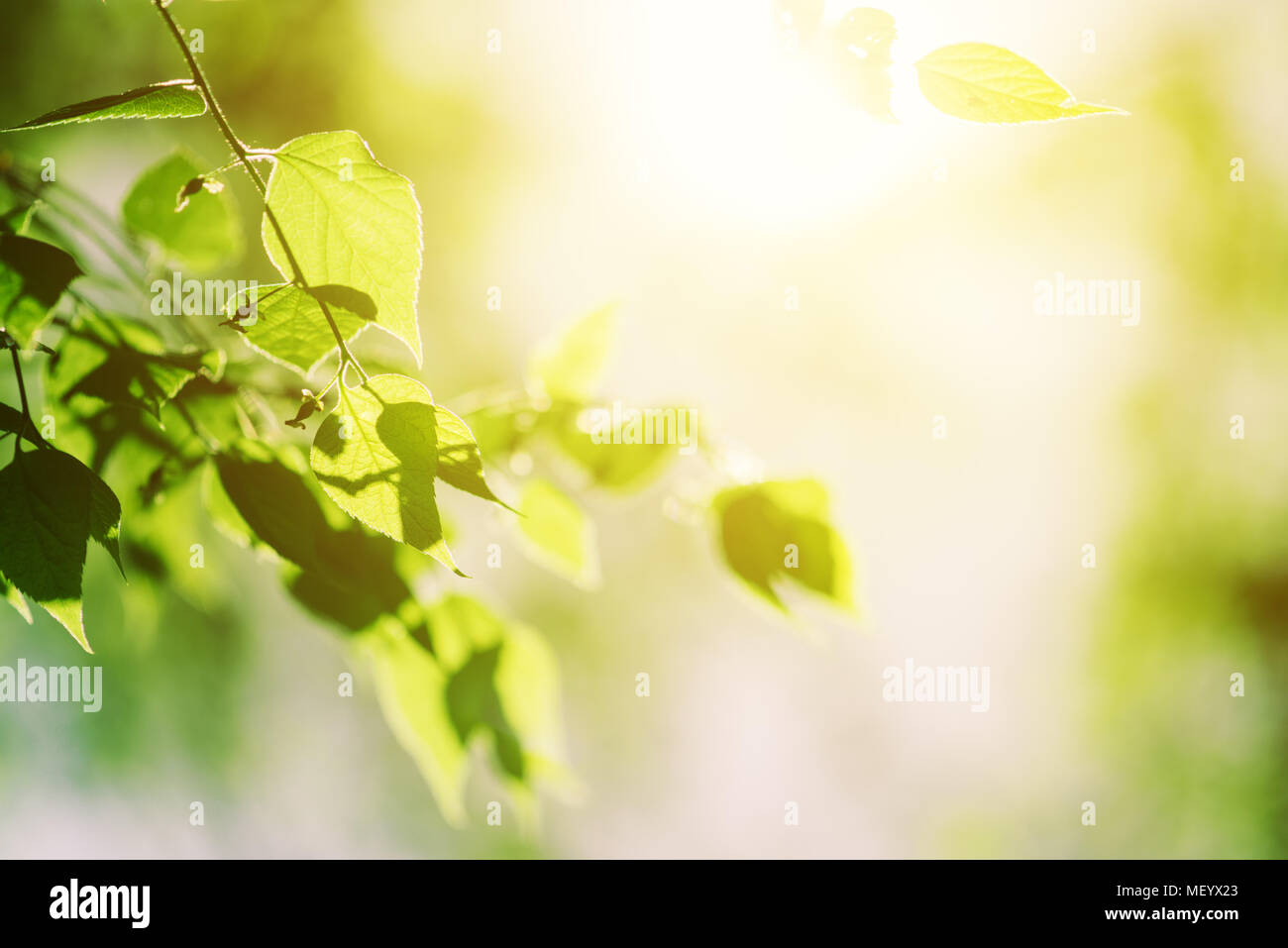 Sonnenlicht in White birch Baumkrone, abstrakte Frühling natürlichen Hintergrund Stockfoto