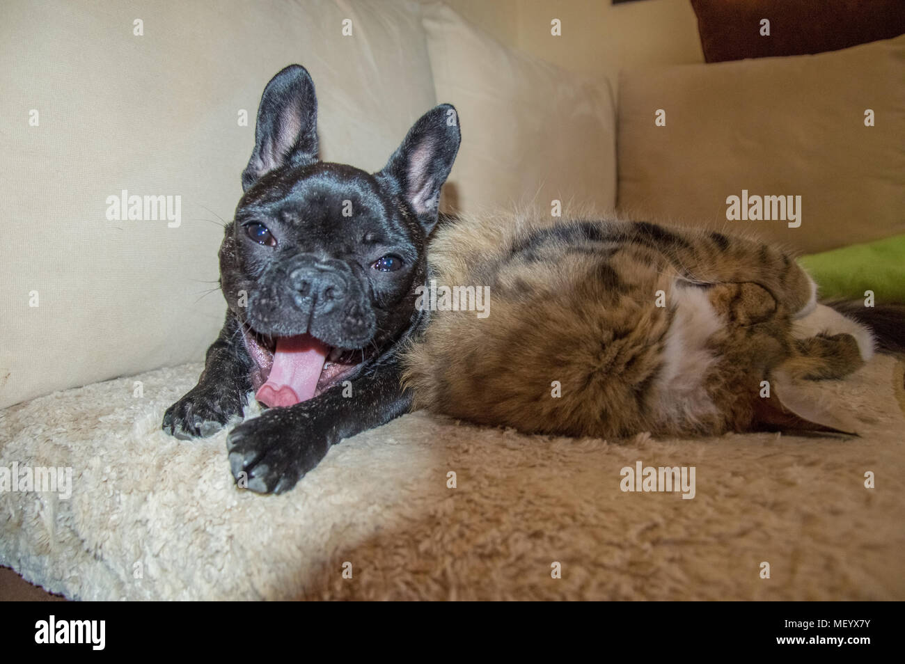 Tabby, lange Haare Hauskatze und Schwarz, aktiver Hund, die gemeinsam spielen. Neugierig, fröhliche Welpen der Französische Bulldogge und Braune, gestreifte Sibirische Katze h Stockfoto