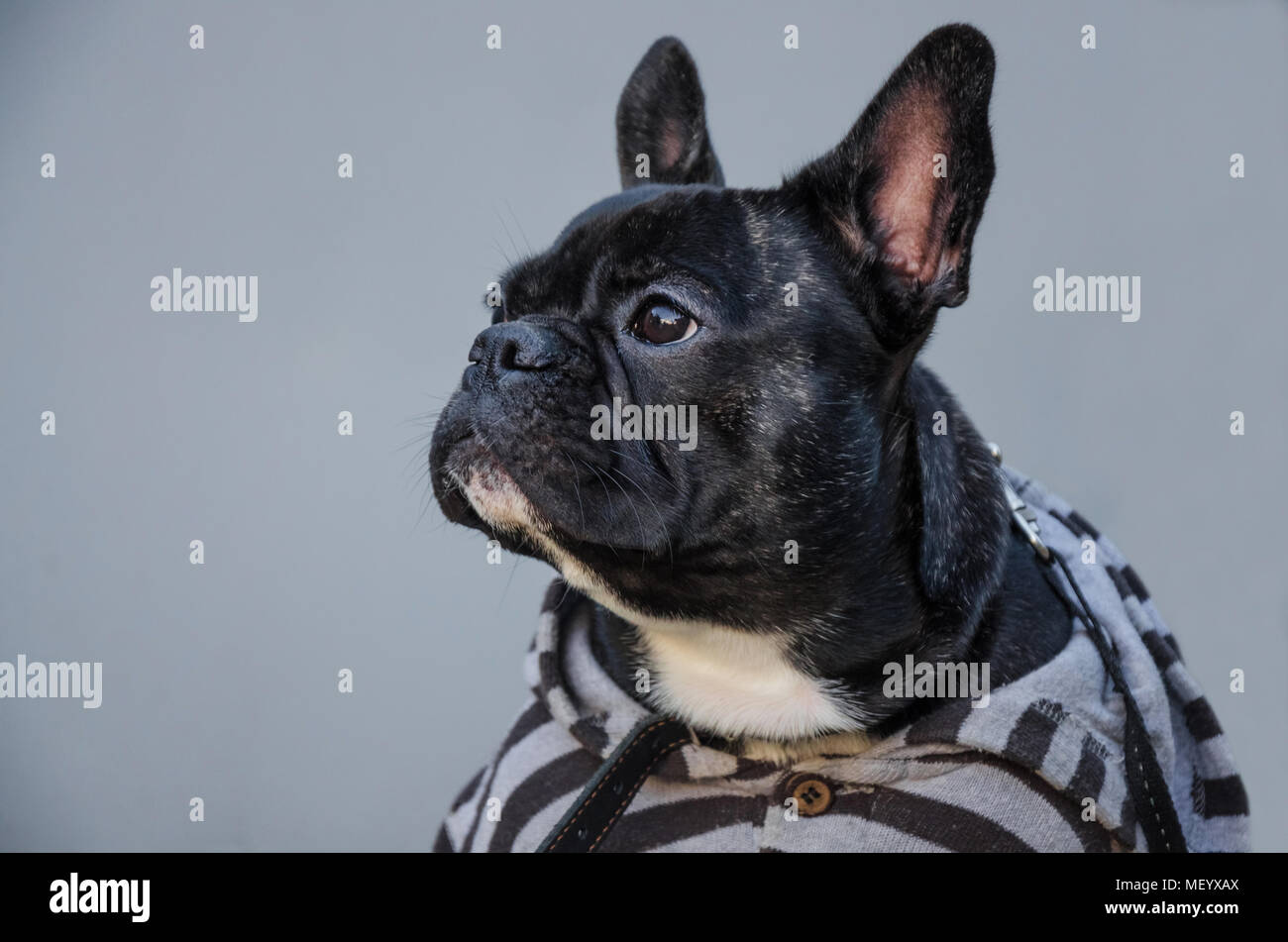 Portrait Von Schwarz Ernst Traurig Mude Welpen Suchen Junge Franzosische Bulldogge Susses Zimmer Hund Pet Hintergrund Ist Grau Studio Foto Mit Dunklen Schatten Pet Stockfotografie Alamy