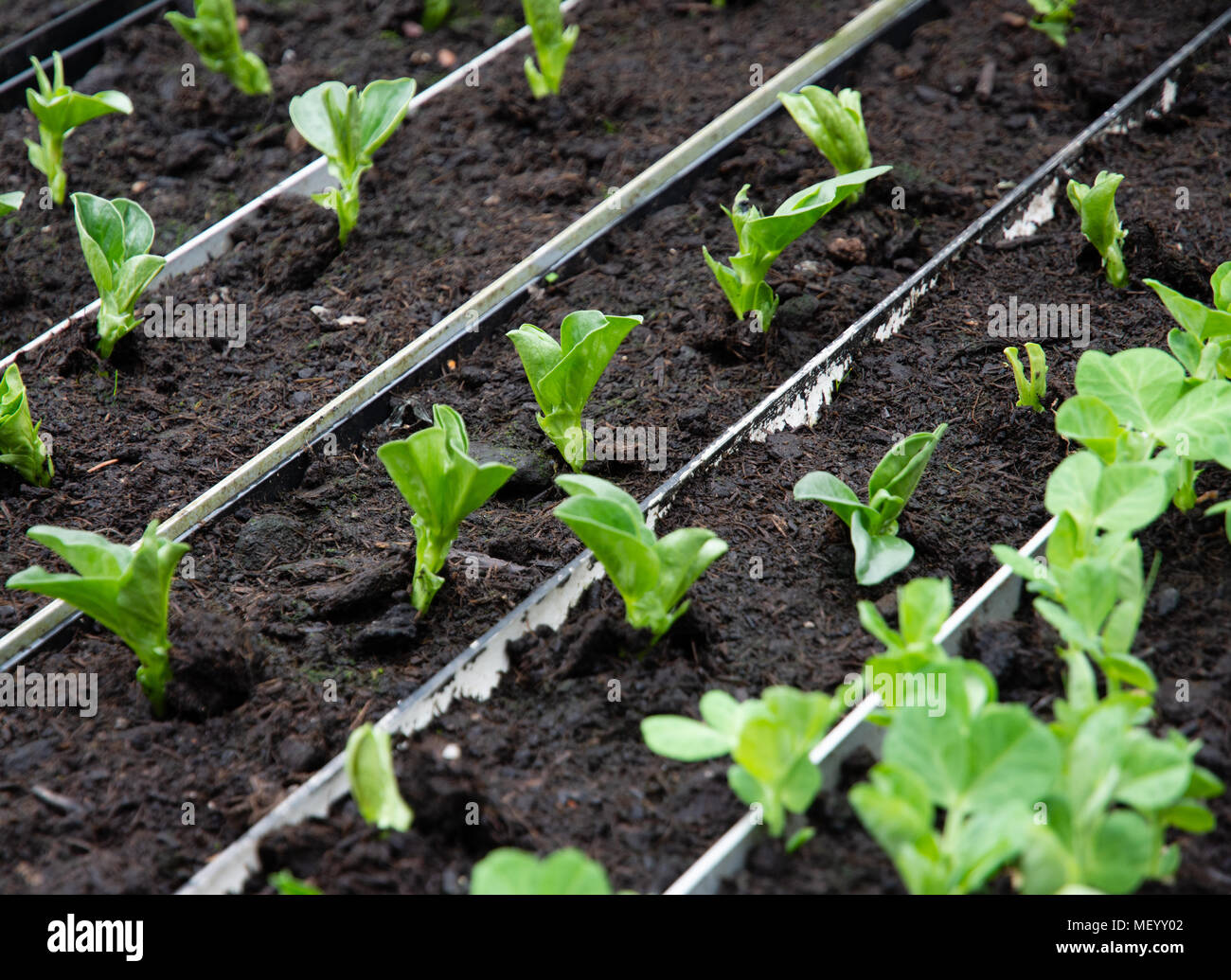 Bohnen und Erbsen Keimen in einem Gewächshaus mit regenrinnen als samenbehälter Für einfache Auspflanzen Stockfoto