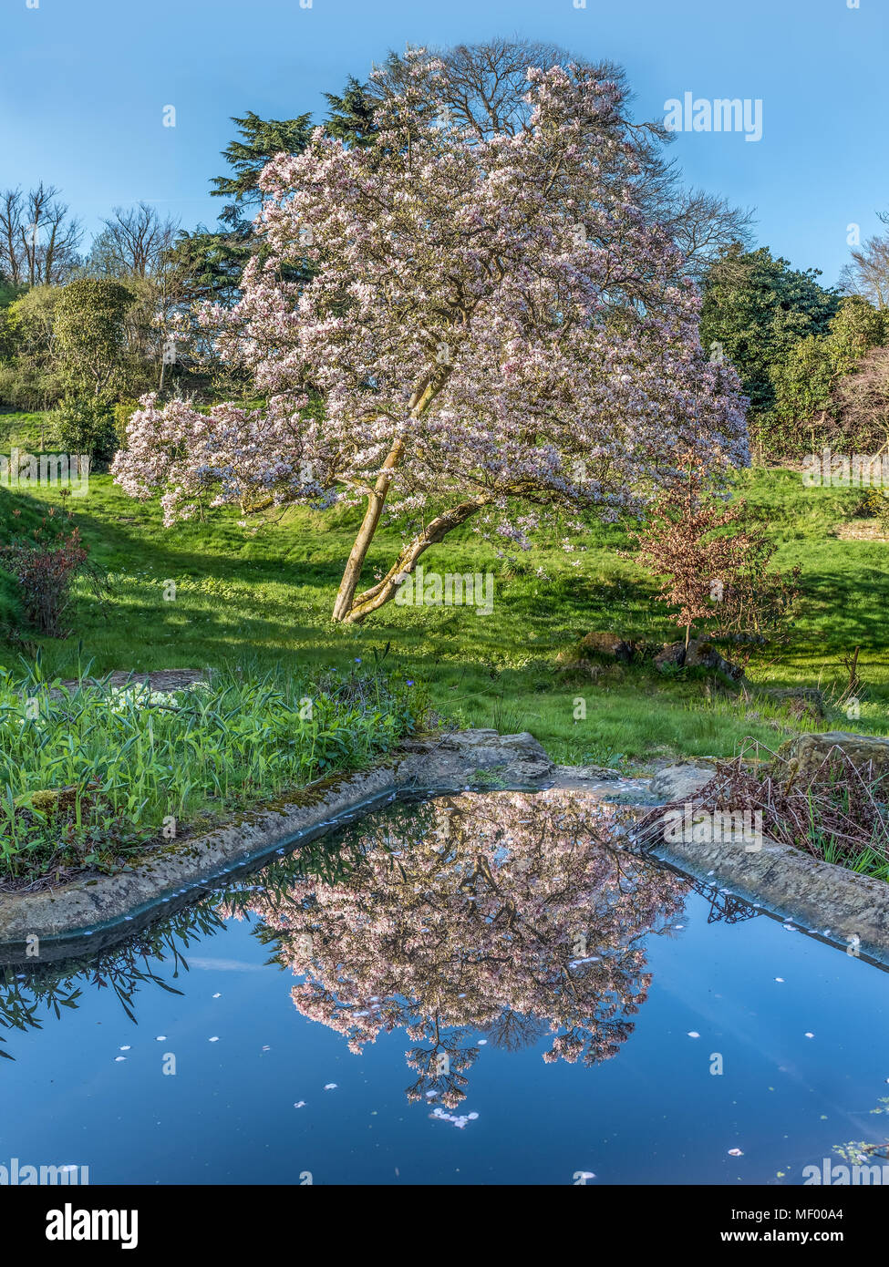 Große rosa Magnolienbaum im Wasser in einem Teich widerspiegelt Stockfoto
