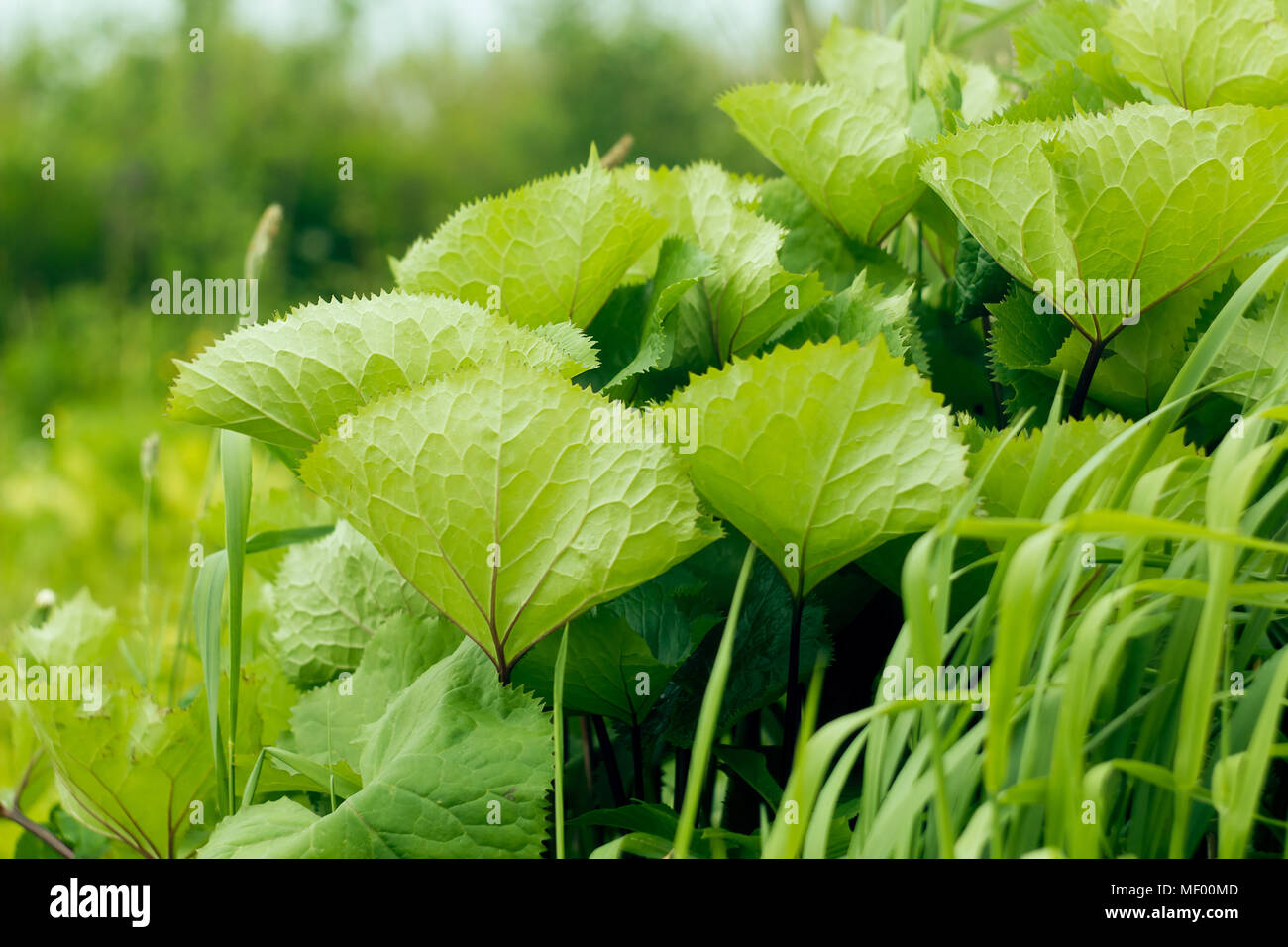 Blätter von einem jungen ligularia Werk verbogen durch den Wind Stockfoto