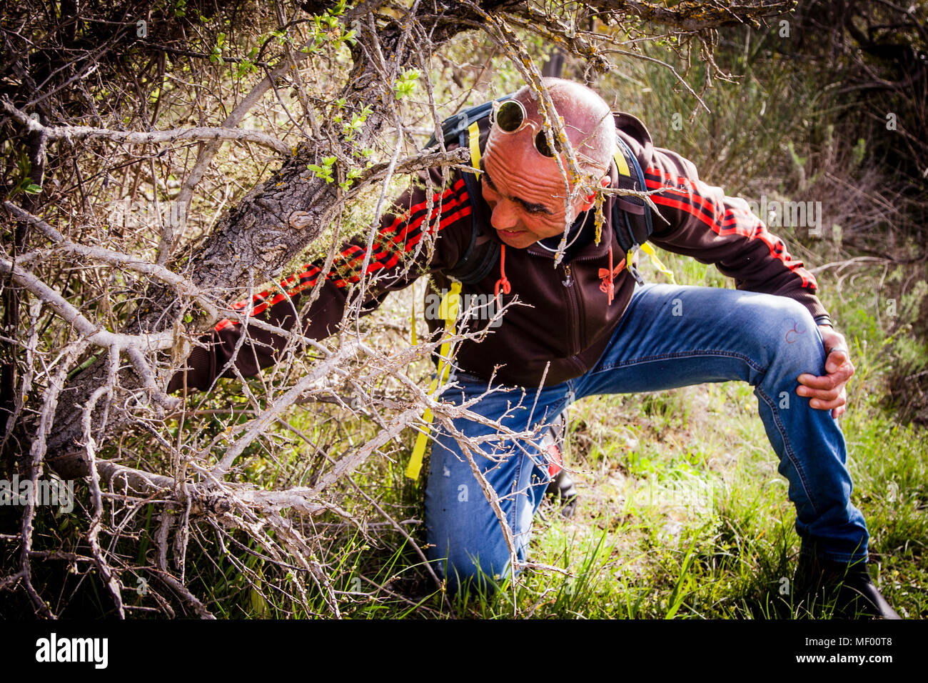 Nur mit einem geschulten Auge erkennt man die Indikatorpflanze, die den entscheidenden Hinweis auf die Triebe des wilden Spargels liefert. Den wilden Spargel zu sammeln bedeutet, eine Delikatesse in der Toskana, Italien, zu sammeln. Sie ist kostbar und selten. Der Zeitrahmen für die Spargelernte beträgt nur zwei Wochen, oft Mitte bis Ende April Stockfoto