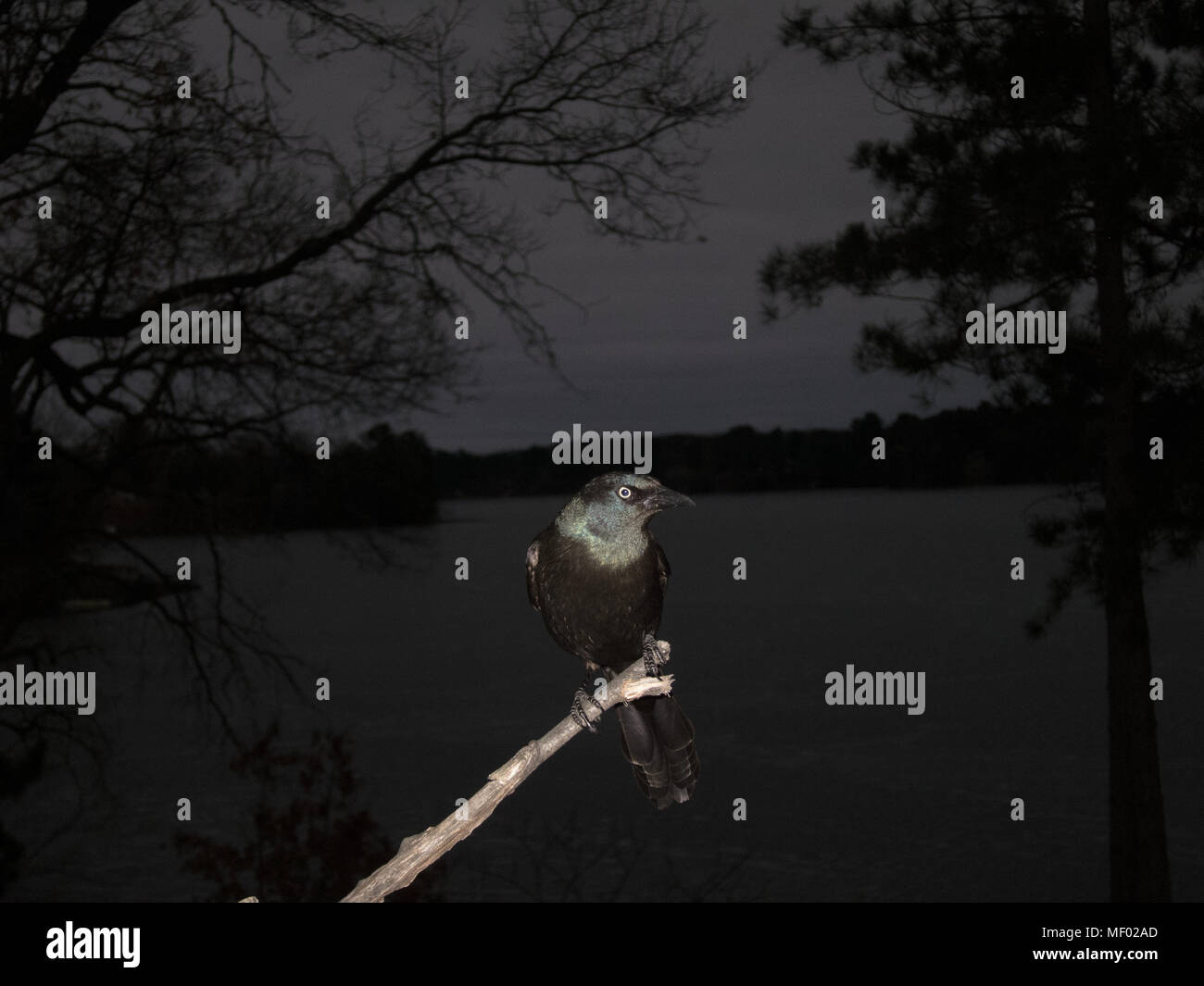 Gemeinsame grackle (Quiscalus quiscula) auf einem Zweig am See thront. Stockfoto