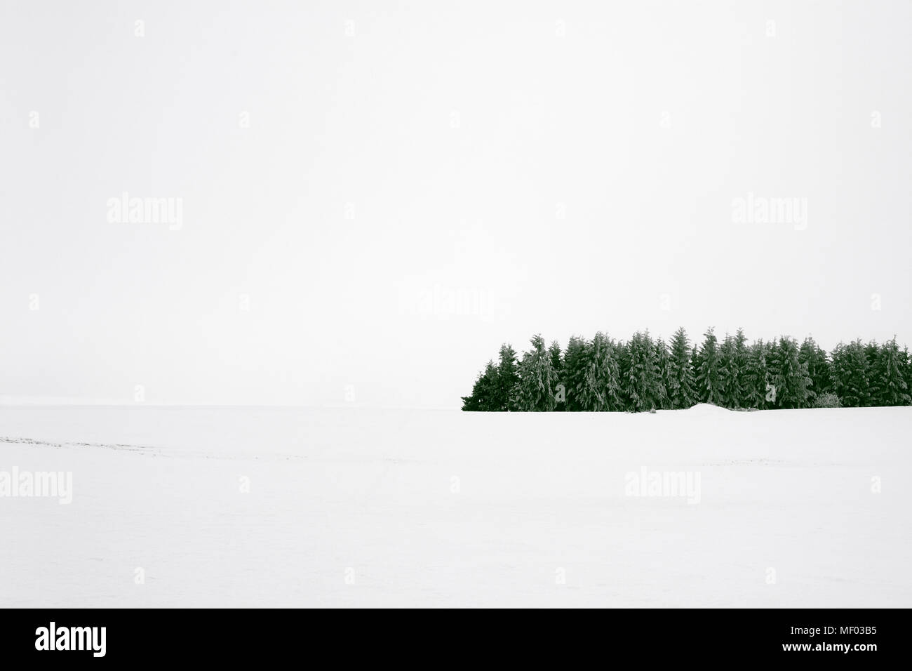 Gruppe der Bäume im Winter schnee Stockfoto