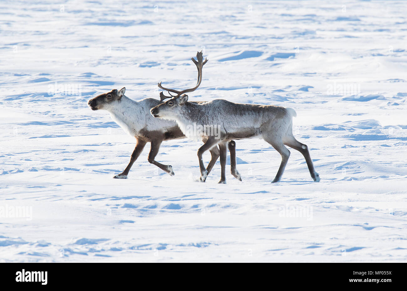 Erstaunlich Caribou durchstreiften in der Tundra ... soometimes in großen Herden und anderen Zeiten nur wenige. Schöne sowie elegante Läufer. Stockfoto