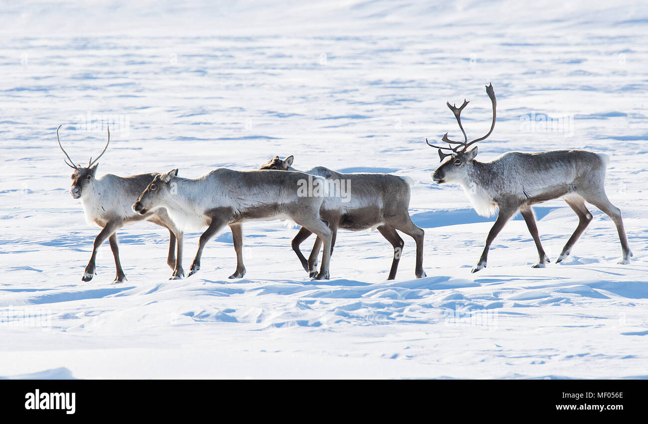 Erstaunlich Caribou durchstreiften in der Tundra ... soometimes in großen Herden und anderen Zeiten nur wenige. Schöne sowie elegante Läufer. Stockfoto