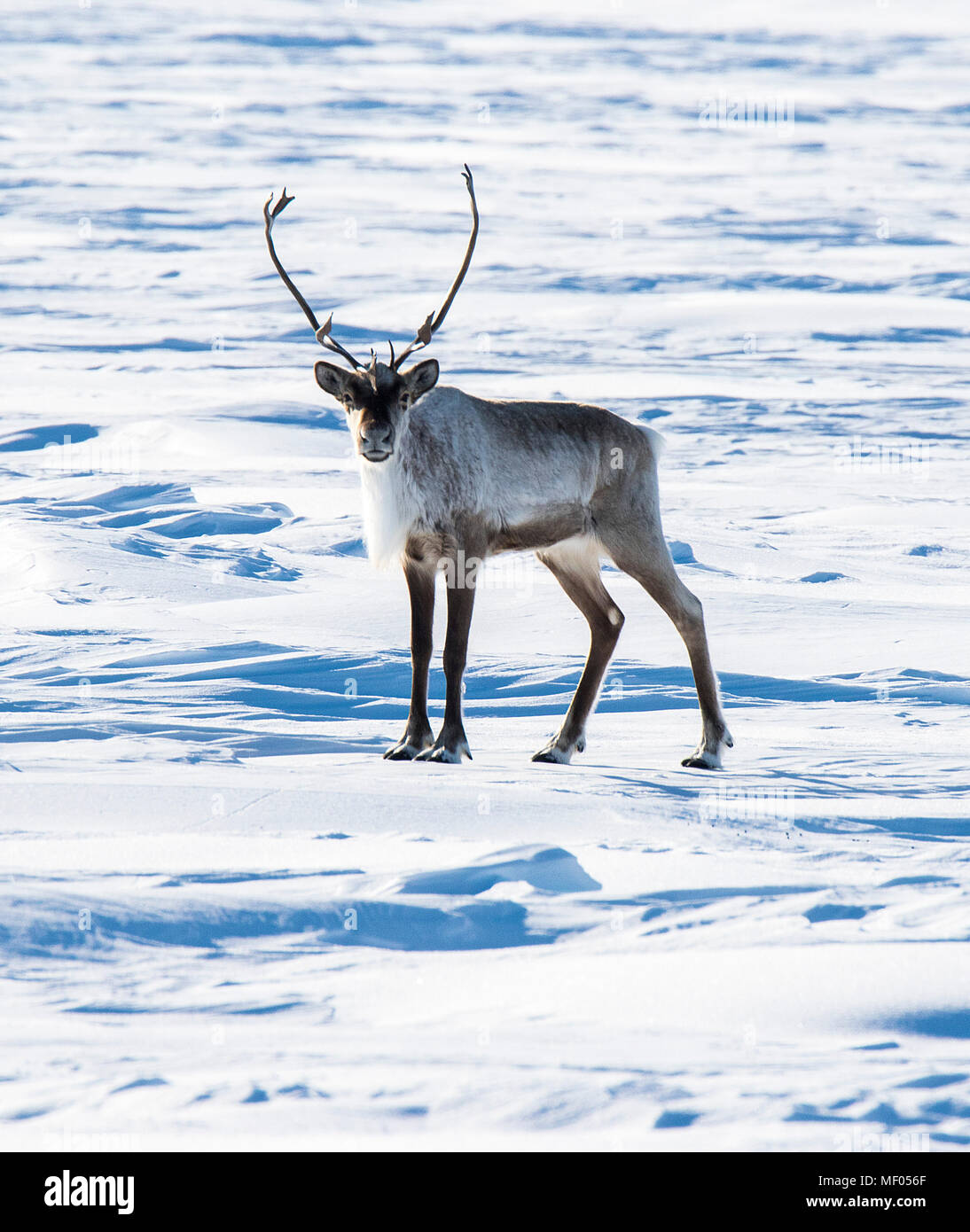 Erstaunlich Caribou durchstreiften in der Tundra ... soometimes in großen Herden und anderen Zeiten nur wenige. Schöne sowie elegante Läufer. Stockfoto