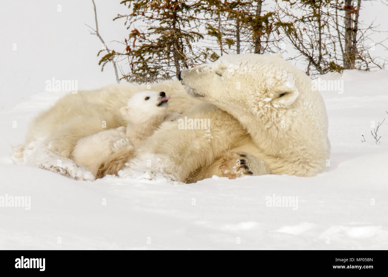 Eisbär Mama und eins ihrer Jungen teilen sich einen süßen Moment, da sie von einem Nap. Stockfoto