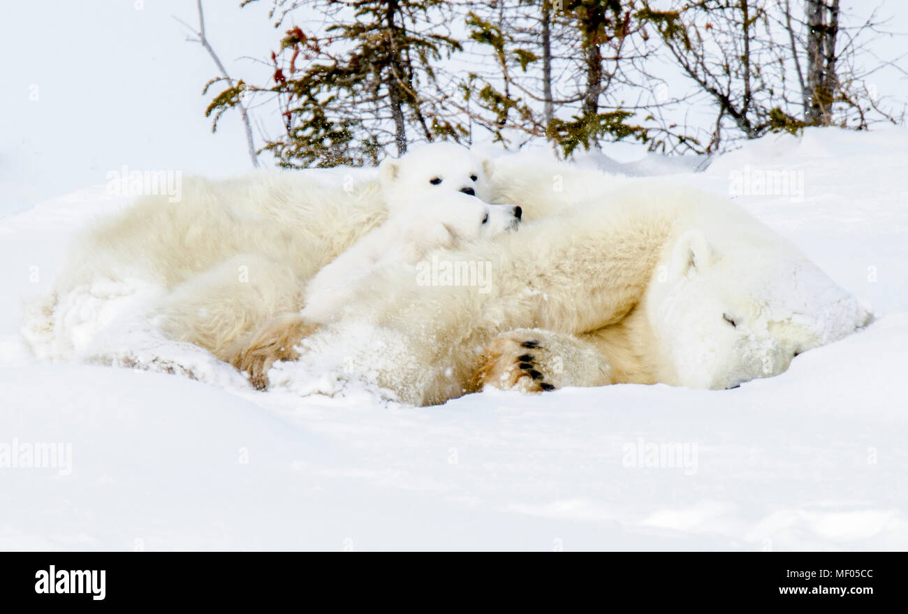 Eisbär Mama und eins ihrer Jungen teilen sich einen süßen Moment, da sie von einem Nap. Stockfoto