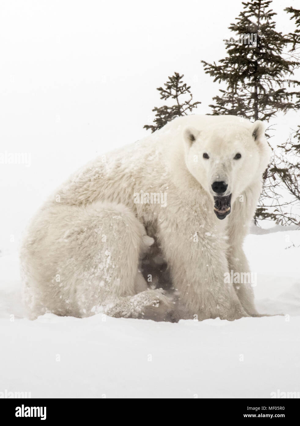 Jungen zwischen den Beinen der Mutter zu warm und zu Schwester halten verstecken. Polar Bear Mütter sind sehr schützende und pflegende mit ihren kleinen Jungen. Stockfoto
